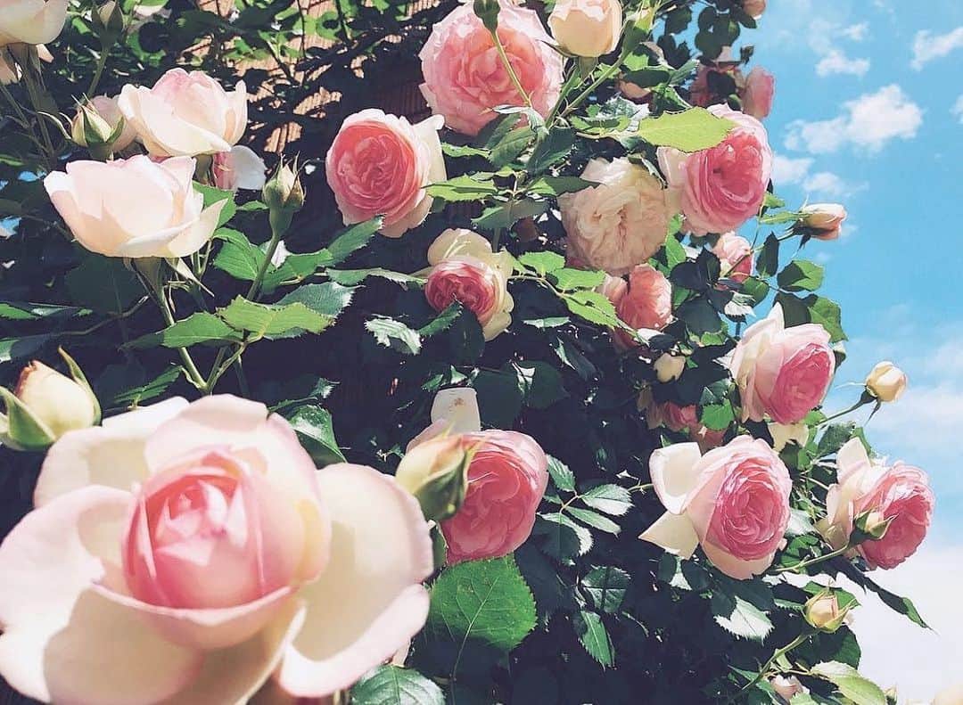 のインスタグラム：「🌹 . . . . . we need the point to stop and look back once in a while for maintaining the balance:-)💐 たまにはこういう時があっても良いよね☺︎ . . #🤍 #re」