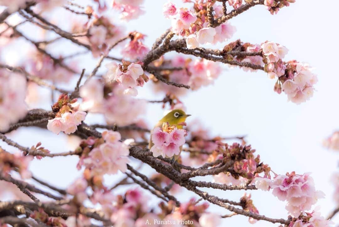 Visit Wakayamaのインスタグラム：「. ⠀ Spotting the first signs of spring. Can you see the little warbling white-eye peeking out from behind the pink blossoms? Looking forward to seeing more of these beautiful blooms around Wakayama very soon! ⠀ 📸 @akirafunatsu⠀ 📍 Wakayama City, Wakayama」
