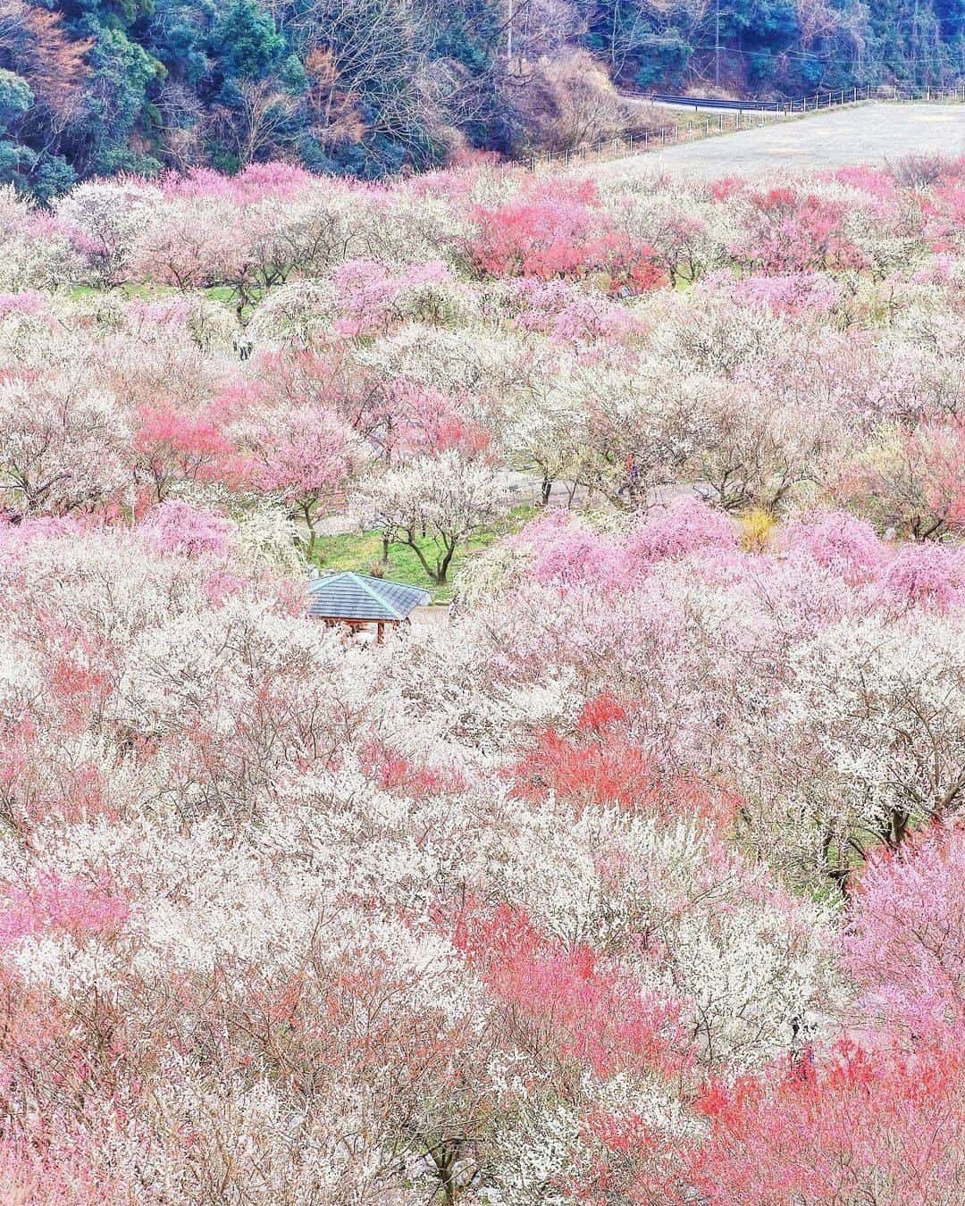 のインスタグラム：「#いなべ梅林公園 三重県北部にあるいなべ市農業公園梅林公園では、 東海エリア最大級の100種類4500本の梅が咲き誇ります。 . ※2021年の梅まつりは中止とのことです。 参考https://www.kankomie.or.jp/event/detail_11313.html . . ━━━━━━━━━━━━━━━ 📍 三重県「いなべ梅林公園」 📷 photo by @toshihiro7183 📅 2019 ━━━━━━━━━━━━━━━ 📎 【 #じゃらんおすすめ_関西 】 おでかけの参考に、ピックアップしたお写真をエリア別でまとめました！ ━━━━━━━━━━━━━━━ . . #jalan_travel　をつけていただいた中からpick upしました🔍 素敵なお写真をありがとうございました😍 . . ☑ 新型コロナウイルス感染症拡大防止の観点から、各自治体により自粛要請等が行われている可能性があります。ご利用の際には、あらかじめ最新の情報をご確認ください。また、感染拡大の防止に充分ご配慮いただくようお願いいたします。 ☑ #jalan_travel をつけて、ぜひ今までの旅行先の思い出写真を投稿してください。このアカウントでご紹介させていただきます。(じゃらんニュースでも紹介される可能性があります） . . . . . . #いつかまた行きたい #いつか行きたい #三重 #三重県 #関西 #梅  #じゃらん #観光 #観光地 #観光スポット #旅行 #旅行好きな人と繋がりたい #旅行好き #写真好きな人と繋がりたい #ファインダー越しの私の世界 #Japan #travel #travellers #trip #jalan #japantravelphoto #japantrip #japantravel #jalan_pink」