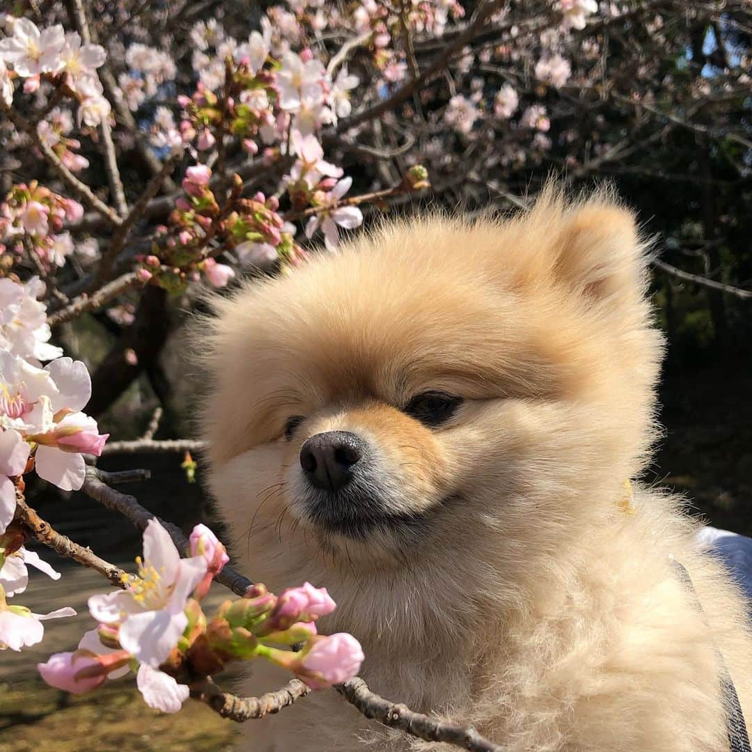 中野佑美のインスタグラム：「. . ココなっつお散歩🐾 近所の　 🌳#王禅寺ふるさと公園 へ💨🌳  梅を見に行ったら あらぁ〜　綺麗❣️ 桜が満開🌸　桜皮（おうひ）桜　　玉縄桜　が見頃でした😊♪  今日は暑くて　ﾊｧﾊｧ👅でちゃっうくらいだったねぇ💦  まだ　白梅、紅梅、桜のコラボはしばらく見られそうですよ〜 お近くの方は是非いってみてね🐶🐾🌸  . . #ココなっつ  #ココなっつお散歩  #といぷーどる  #ぽめらにあん  #ぽめらにあんが世界一可愛い  #ぽめらにあん大好き  #わんことお出かけ  #わんこ部  #いぬのきもち  #梅  #桜皮桜　#玉縄桜 #王禅寺ふるさと公園」