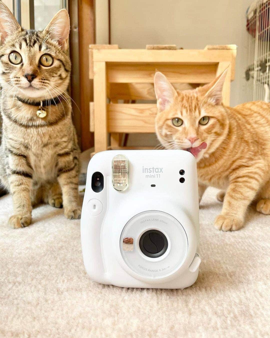 Fujifilm instaxさんのインスタグラム写真 - (Fujifilm instaxInstagram)「【 猫とチェキ🐱instax mini11 】  今日は猫の日🐱  instax mini11は、最適なシャッタースピードやフラッシュ光量をオートで設定してくれるので室内でも奇麗に撮影できます📷  だいすきな猫のたまらないしぐさや表情をチェキプリントにしておけば、 どこにいても見ていられますね・・😌✨  Special Thanks💭 @lukeandleia_adventurecats  ----------------  チェキで撮影した写真に当アカウントのタグ付を行い、  #チェキ #instax を付けて投稿してください📷✨  素敵な写真は、本アカウントにてご紹介をさせて頂きます！  あなたの #チェキ活用術 も募集中です🌟  ----------------   #instaxmini #FUJIFILM #富士フイルム #cheki #instaxmini11 #インスタックスミニ #マイチェキ #チェキのある生活 #チェキスタグラム #チェキジェニック #チェキ好きな人と繋がりたい #フィルムカメラのある生活 #ねこちゃん #ねこ写真 #猫スタグラム #猫写真 #猫の日 #ねこの日 #ペットのいる生活」2月22日 18時00分 - cheki_instax