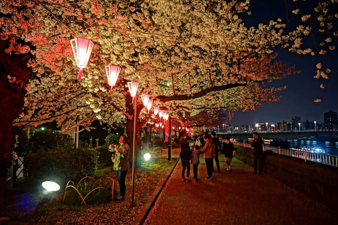 TOBU RAILWAY（東武鉄道）さんのインスタグラム写真 - (TOBU RAILWAY（東武鉄道）Instagram)「. 🚩Sumida Park - Tokyo, Japan . . [Sumida Park Cherry Blossom Festival Information] . Sumida Park, about a five-minute walk from Asakusa Station, is a popular spot to enjoy the collaboration of TOKYO SKYTREE  and cherry blossoms with 510 cherry blossom trees blooming in spring.  These cherry blossom trees in the park will be illuminated at night, creating a fantastic atmosphere.  Next to Sumida Park is the commercial facility TOKYO mizumachi, which opened last year. Their shops offer take out light meals, drinks, and desserts that go perfect with "ohanami (cherry blossom viewing)"!  . .  #visituslater #stayinspired #nexttripdestination . . #asakusa #sumidapark #tokyotrip #japantrip #discoverjapan #travelgram #cooljapan #tobujapantrip #unknownjapan #jp_gallery #visitjapan #japan_of_insta #art_of_japan #instatravel #japan #instagood #travel_japan #exoloretheworld #ig_japan #explorejapan #travelinjapan #beautifuldestinations #japan_vacations #beautifuljapan #japanexperience #cherryblossomjapan #japanspring」2月22日 18時00分 - tobu_japan_trip