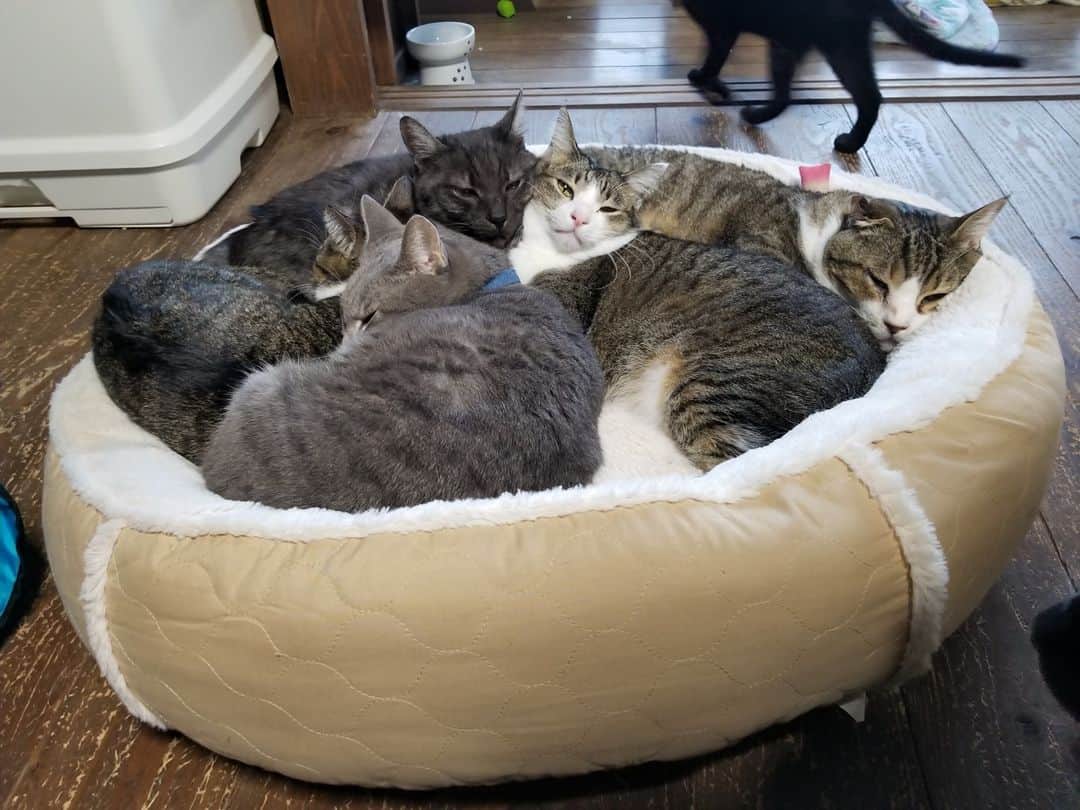のインスタグラム：「【本日2月22日は #猫の日】 里親募集型保護猫カフェ『Cafe Gatto』が営業継続のため、クラウドファンディングに挑戦中。カワイイ猫たちがお出迎えしてくれる『Cafe Gatto』へ遊びに行こう🐈 @cafegatto.neko  camp-fire.jpにて「Cafe Gatto」で検索🔎 #campfire #campfire_cf #campfire_crowdfunding #キャンプファイヤー #クラウドファンディング #猫カフェ #カフェ #古民家カフェ #CafeGatto #保護猫カフェ」
