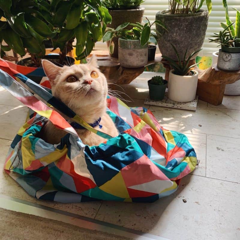 BRUNOのインスタグラム：「＼ 今日は猫の日☻ ／ ⠀ 2月22日は ニャンニャンニャンで#猫の日 と言うことで、 BRUNO×猫ちゃんをご紹介♩ ⠀ きょとんとした表情が何ともかわいい！ 好奇心旺盛なモスくん🐱 ⠀ このカラフルなマルチカラーの袋、実はレインバッグなんです！ 手持ちのバッグやリュックを雨の日から守ってくれる撥水生地のレインバッグ。 トートバッグとしても使えるので いつもの荷物にプラスして持ち歩けば天気の変わりやすい季節も安心ですよ◎ たくさん入るゆったりサイズ&底面には折りたたみ傘を外側から収納できるポケット付き！ ⠀ ツルツルした肌触りがお気に召したのでしょうか。 雨の日に占領されたら愛らしさに負けて諦めるしかないですね。。 ⠀ Photo by @mottle_works さんより ⠀ みんなのBRUNO×猫ちゃんも募集中です♩ ⠀ 今年もブルーニャで癒されよう☻ ⠀ #BRUNO #ブルーノ #BRUNOがある暮らし #おうちでBRUNO #インテリア #暮らしを楽しむ #日々の暮らし #日々のこと #おうち時間 #インテリア #ふたり暮らし #新生活 #丁寧な暮らし #暮らしの道具 #おうちじかん #うちで過ごそう #おうちで過ごそう #エコバッグ #トートバッグ #BRUNO2wayレインバッグ #レインバッグ  #アウトドア #レイングッズ #猫 #猫のいる暮らし #猫のいる生活 #ねこ #🐱 #ブルーニャ」