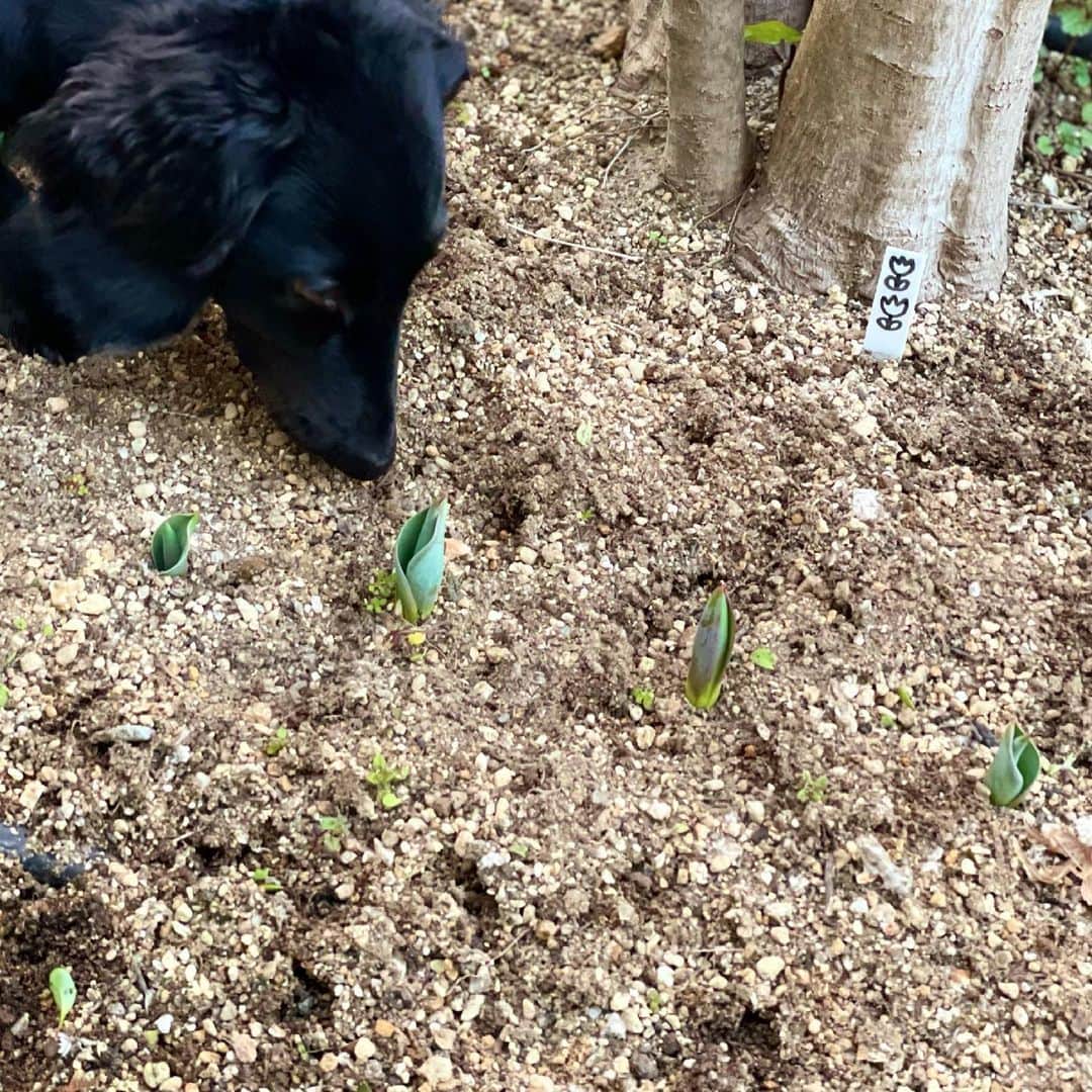 龍真咲さんのインスタグラム写真 - (龍真咲Instagram)「お庭に勝手にチューリップを植えてみた件について😜🌷  1cmくらい出たと思ってのに今日見るとこんなに成長していた❗️ 春はもうすぐ。。。 正直、何にもしなかったのによくここまで（涙）むっちゃ頑張って雑草ぬきました🌱 LICHTが興味津々なので、食べられるもしくは踏みつけられない様にしなくては🙄⚠️  小さな春見つけましょー😄」2月22日 18時09分 - masaki_ryu