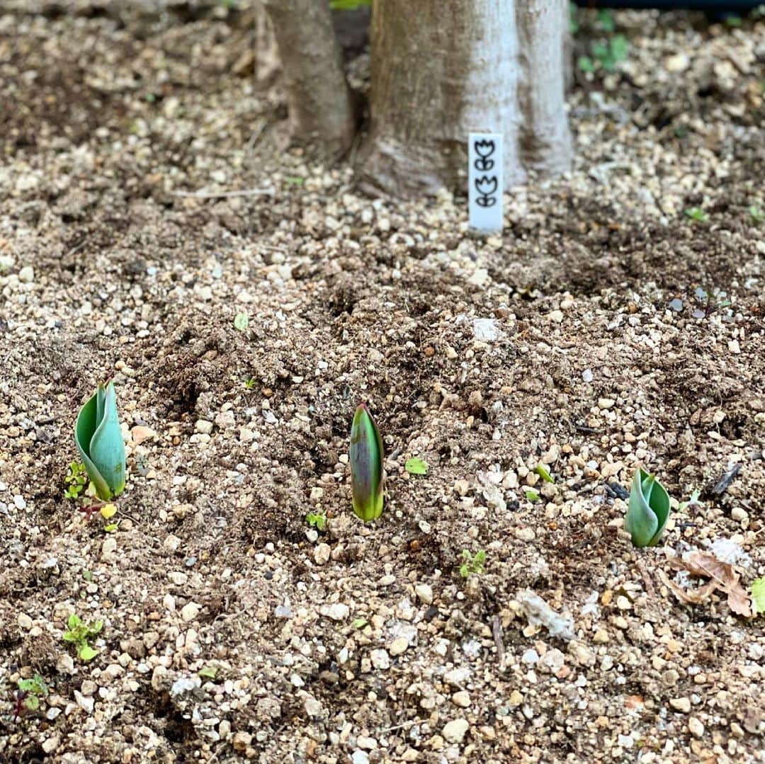 龍真咲さんのインスタグラム写真 - (龍真咲Instagram)「お庭に勝手にチューリップを植えてみた件について😜🌷  1cmくらい出たと思ってのに今日見るとこんなに成長していた❗️ 春はもうすぐ。。。 正直、何にもしなかったのによくここまで（涙）むっちゃ頑張って雑草ぬきました🌱 LICHTが興味津々なので、食べられるもしくは踏みつけられない様にしなくては🙄⚠️  小さな春見つけましょー😄」2月22日 18時09分 - masaki_ryu