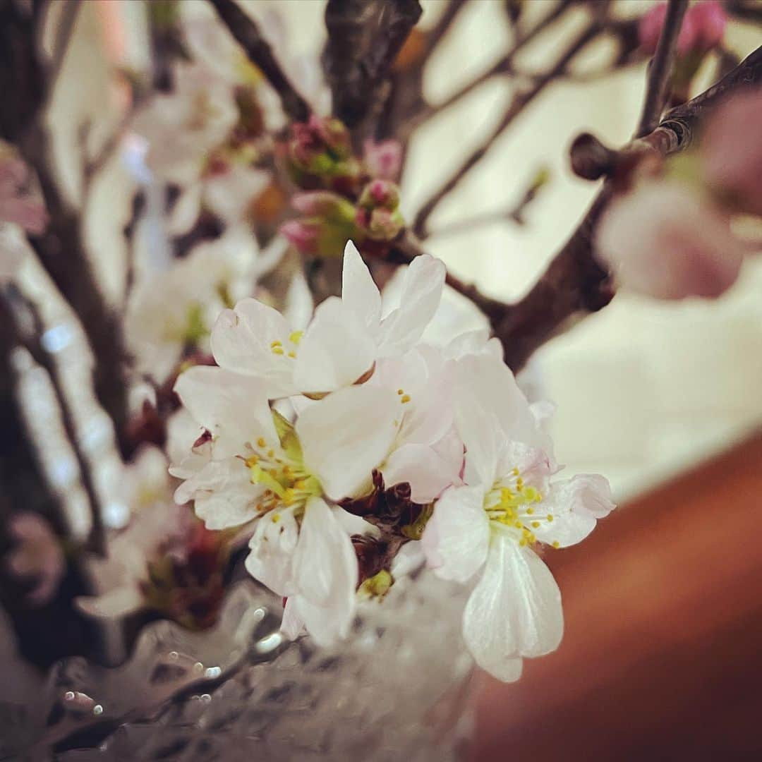 前田真里さんのインスタグラム写真 - (前田真里Instagram)「一気に咲いた！ #啓翁桜 #おうち時間 ＃花してる」2月22日 18時14分 - maedamari