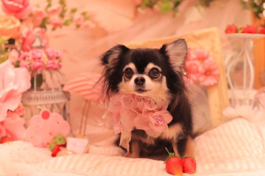 kayoのインスタグラム：「* *  * 優しいお姉ちゃん れーれ❤️ * * * Lemon❤️🛁 * * #chihuahua#chihuahualove#dogstgram#dog#instadog#チワワ#チワワ大好き#チワワのいる暮らし * * *」