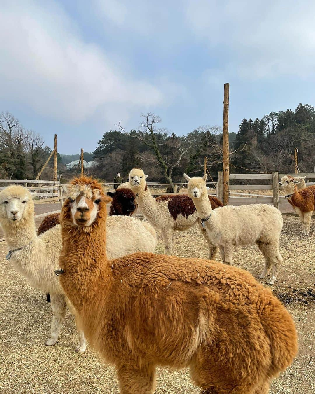 ハン・ジウンさんのインスタグラム写真 - (ハン・ジウンInstagram)「- 쁘로빼셔널알파카찡🦙🦙🦙 뽀숑뽀숑긔야워듀금🙈🌈💚」2月22日 18時18分 - jieun_han