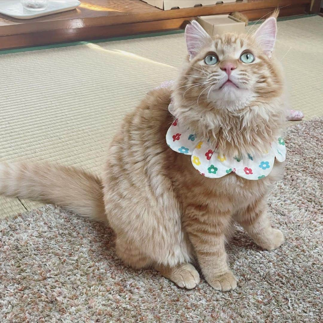 maimocotoさんのインスタグラム写真 - (maimocotoInstagram)「今日は #猫の日 🐈‍⬛ 今我が家にいる保護猫ちゃんたちの紹介だよ✨ みんな、うちに集まってくれてありがとうね😊 5枚目からはケージから出て、フリーになった #真っ黒なまくろ だよ🐈‍⬛7週間1段ケージで過ごしていたらしいから、急に広くなって戸惑うかな？と思いきや、モコに対してこれ笑　もう、子猫たちに愛されすぎる #20歳のモコ も可愛くて仕方ないです💙 うちの子たちと過ごしていれば、まくろも大丈夫かな。家庭内野良とかになると里親さんも大変になっちゃうから、フリーにするタイミングとかも中々難しいです。 茨城チームは今日もインターフェロン注射をしてもらい、猫風邪と耳ダニ治療に行ってきました♪早く良くなって、うちでみんなで遊ばせたいな😊 ＊ ＊ 『ボク、生き別れになったママを見つけたから、本当に幸せだよ💙』 ＊ ＊ #モコはママじゃないけど優しいからママに見えるよね😭 #笹かまのきなり #シャム三毛のこのは #長毛茶髪のキキ  #みんな大好き」2月22日 18時27分 - maihimemoco