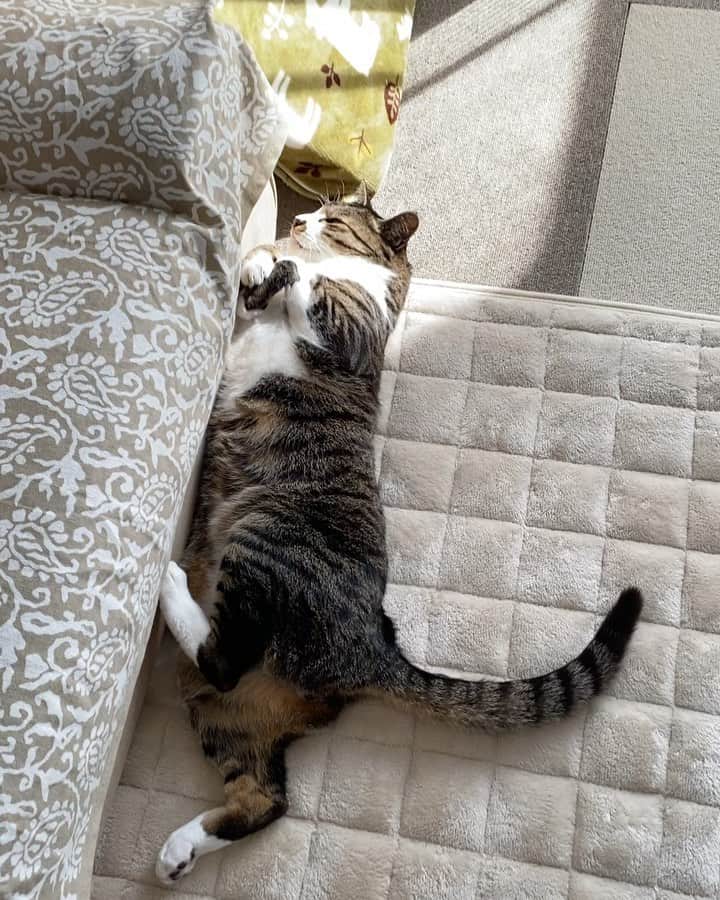 meekooのインスタグラム：「ポカポカねこの日🐈💕 #寝てるだけ #しあわせだニャ」
