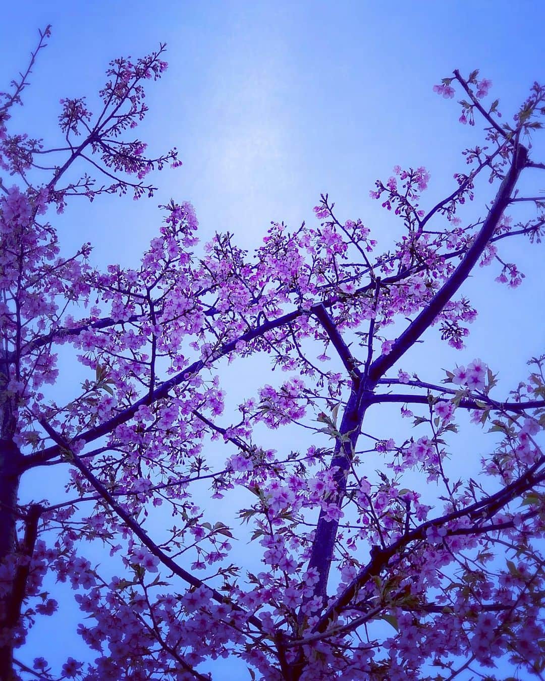 小西真奈美さんのインスタグラム写真 - (小西真奈美Instagram)「暮れゆく時の桜。 たぶん…桜。 綺麗だなぁ。 昨日今日が暖かすぎて すっかり咲いてしまったようです。 春はすぐそこですね。 #桜 #春 #夕暮れ #😌」2月22日 18時41分 - manami.official