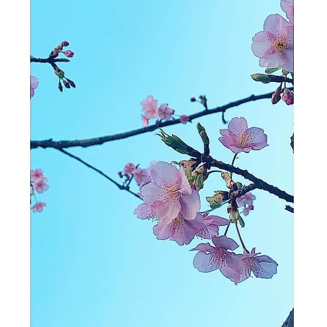 七瀬遥のインスタグラム：「2月22日💡 ゾロ目〜👀　✨222✨ 今日もポカポカ☀️☀️☀️ 暖かくて気持ちが良かったなぁ☺️☺️☺️ 桜も咲いてました🌸🌸🌸  #222#ゾロ目#ポカポカ陽気#春#桜#cherryblossom#beautiful#happy #fun#good#friend#love#happiness#good#smile#tokyo#japan」