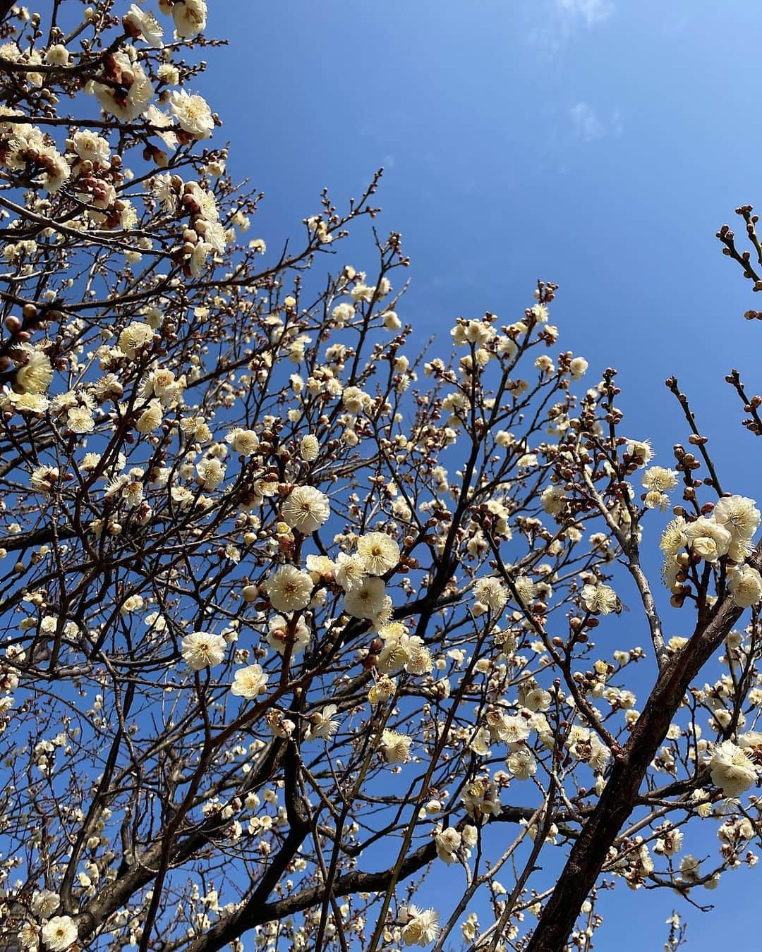 水戸悠夏子さんのインスタグラム写真 - (水戸悠夏子Instagram)「春の陽気〜通勤路には梅が咲いていました◎」2月22日 18時49分 - mitoyukako