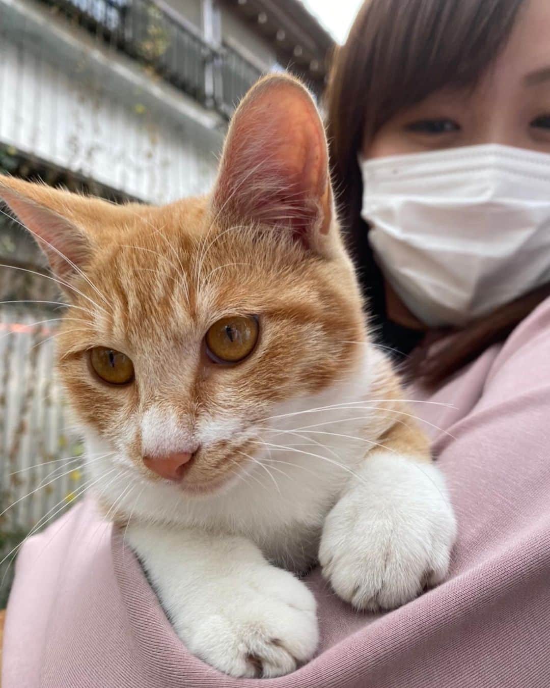 南條早紀のインスタグラム：「ねこの日🐈🐾 . 2月22日はニャンニャンニャンでねこの日🐈 かわいい…ねこちゃん。 . . これまで動物をここまで猛烈に飼いたい！ と思うことってなかったのだけれど、 映画「ねことじいちゃん」の取材に携わってから あらゆる場面でねこちゃんの可愛さに触れて 飼いたくて仕方ないお年頃です。 . . 写真は別取材先で出会った可愛い子ちゃん🐾 . Instagramでもいろんなにゃんこアカウントを フォローして癒されてます🤤💕 . いまは、残念ながら飼えないけれど いつか家族に迎え入れたい、そんな想いが 日に日に強まってしまって ねこ検定のテキストをゲットしました😂 . . 生態勉強するのも楽しいよ😂❤️ ということで、ねこの日。 全てのねこちゃんに幸あれ！！💕 . . #富山県 #富山 #北陸 #2月22日 #ねこの日 #猫の日 #ねこのひ #猫 #ねこ #ネコ #ねこ部 #ねこ好き #かわいい #可愛い #もふもふ #ねこ飼いたい #ねこすき #癒し #癒し猫 #かわいすぎる #ねこ検定 #勉強中 #検定 #富山テレビ #BBT #アナウンサー #南條早紀 #なんじょうのにちじょう #🐈 #🐾」