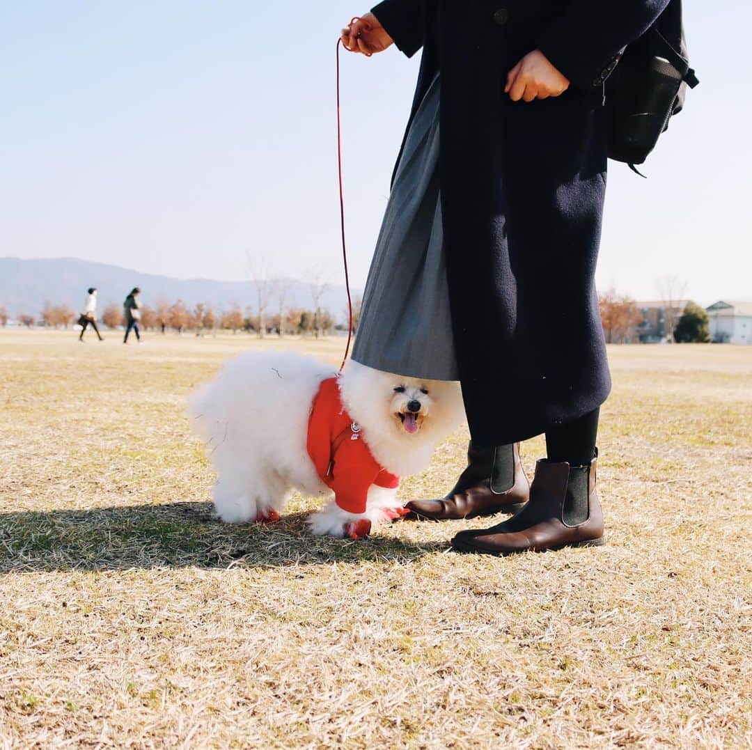 ゆうさんのインスタグラム写真 - (ゆうInstagram)「. . アーニーさんは スカートの影で涼む技を身に付けた🐶☀️ . . . . #よく私を盾にする . .」2月22日 18時52分 - ernie_pooh_