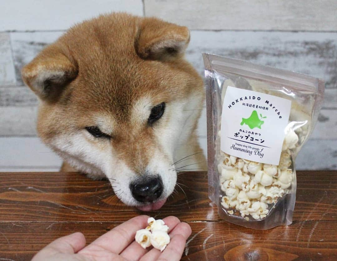 柴犬たま Shibainu Tamaさんのインスタグラム写真 - (柴犬たま Shibainu TamaInstagram)「﻿ ﻿@wan.smile.box_by.koinustep さんから﻿﻿ WAN smile BOX が届きました✨﻿ ﻿﻿ 今回のテーマは﻿ 「愛犬まわりのお掃除＆メンテナンス」﻿ ﻿ 情報満載のマガジン・可愛いおもちゃ・洗剤・肉球クリームに、おやつと内容盛り沢山👍ミケしゃんは特にポップコーンが超お気に入り😋💕こりゃ一瞬でなくなっちゃうな🙄(笑)﻿ ﻿﻿﻿﻿ ﻿﻿﻿﻿﻿ 「WAN smile BOX」詳しくはこちら↓﻿﻿﻿﻿﻿﻿﻿ https://koinu-step.com/wansmile/﻿﻿ ﻿﻿﻿﻿ Caption trans🇬🇧﻿﻿﻿﻿﻿﻿﻿ I received a wonderful gift✨﻿ ﻿ #たま家族 #柴犬ミケ #ミケママ #PR #wansmilebox #こいぬすてっぷ #koinustep #食いしん坊ミケ #じーっ #ガン見 #気になる #舌ぺろ #ふわもこ #かなりひし形﻿﻿﻿ #柴犬 #shiba #shibainu #shibastagram #犬 #dog」2月22日 18時53分 - tama7653