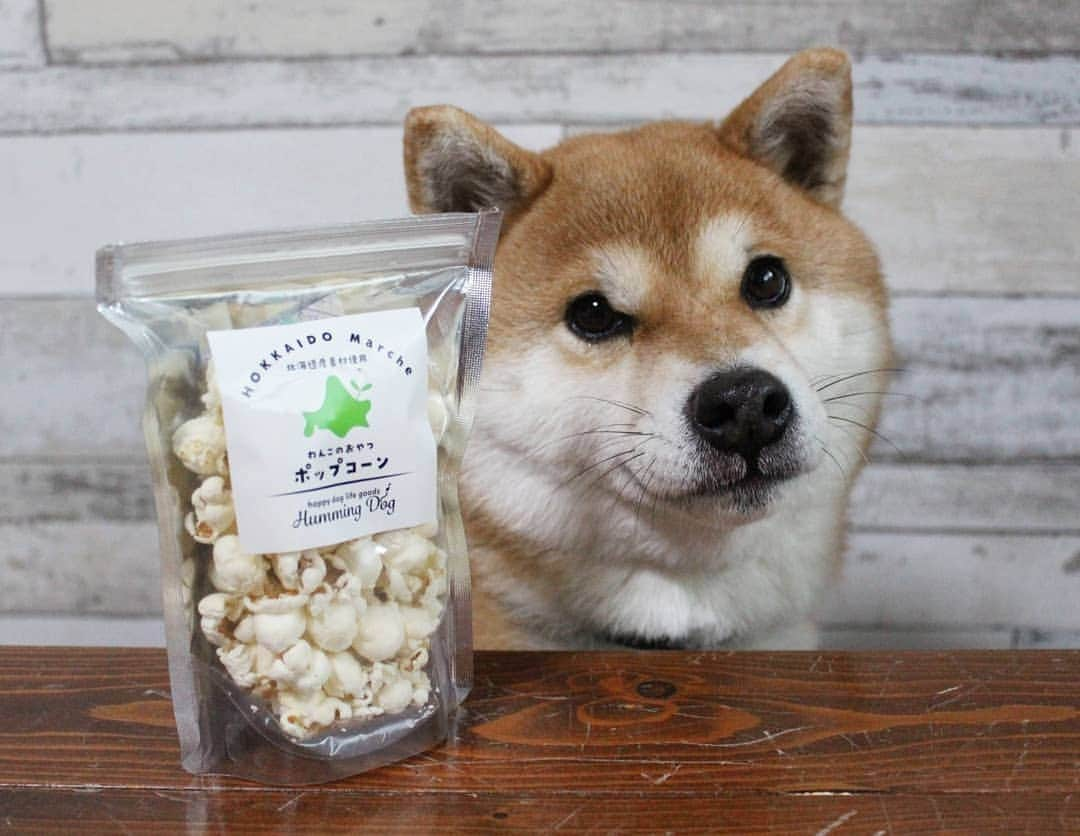 柴犬たま Shibainu Tamaさんのインスタグラム写真 - (柴犬たま Shibainu TamaInstagram)「﻿ ﻿@wan.smile.box_by.koinustep さんから﻿﻿ WAN smile BOX が届きました✨﻿ ﻿﻿ 今回のテーマは﻿ 「愛犬まわりのお掃除＆メンテナンス」﻿ ﻿ 情報満載のマガジン・可愛いおもちゃ・洗剤・肉球クリームに、おやつと内容盛り沢山👍ミケしゃんは特にポップコーンが超お気に入り😋💕こりゃ一瞬でなくなっちゃうな🙄(笑)﻿ ﻿﻿﻿﻿ ﻿﻿﻿﻿﻿ 「WAN smile BOX」詳しくはこちら↓﻿﻿﻿﻿﻿﻿﻿ https://koinu-step.com/wansmile/﻿﻿ ﻿﻿﻿﻿ Caption trans🇬🇧﻿﻿﻿﻿﻿﻿﻿ I received a wonderful gift✨﻿ ﻿ #たま家族 #柴犬ミケ #ミケママ #PR #wansmilebox #こいぬすてっぷ #koinustep #食いしん坊ミケ #じーっ #ガン見 #気になる #舌ぺろ #ふわもこ #かなりひし形﻿﻿﻿ #柴犬 #shiba #shibainu #shibastagram #犬 #dog」2月22日 18時53分 - tama7653