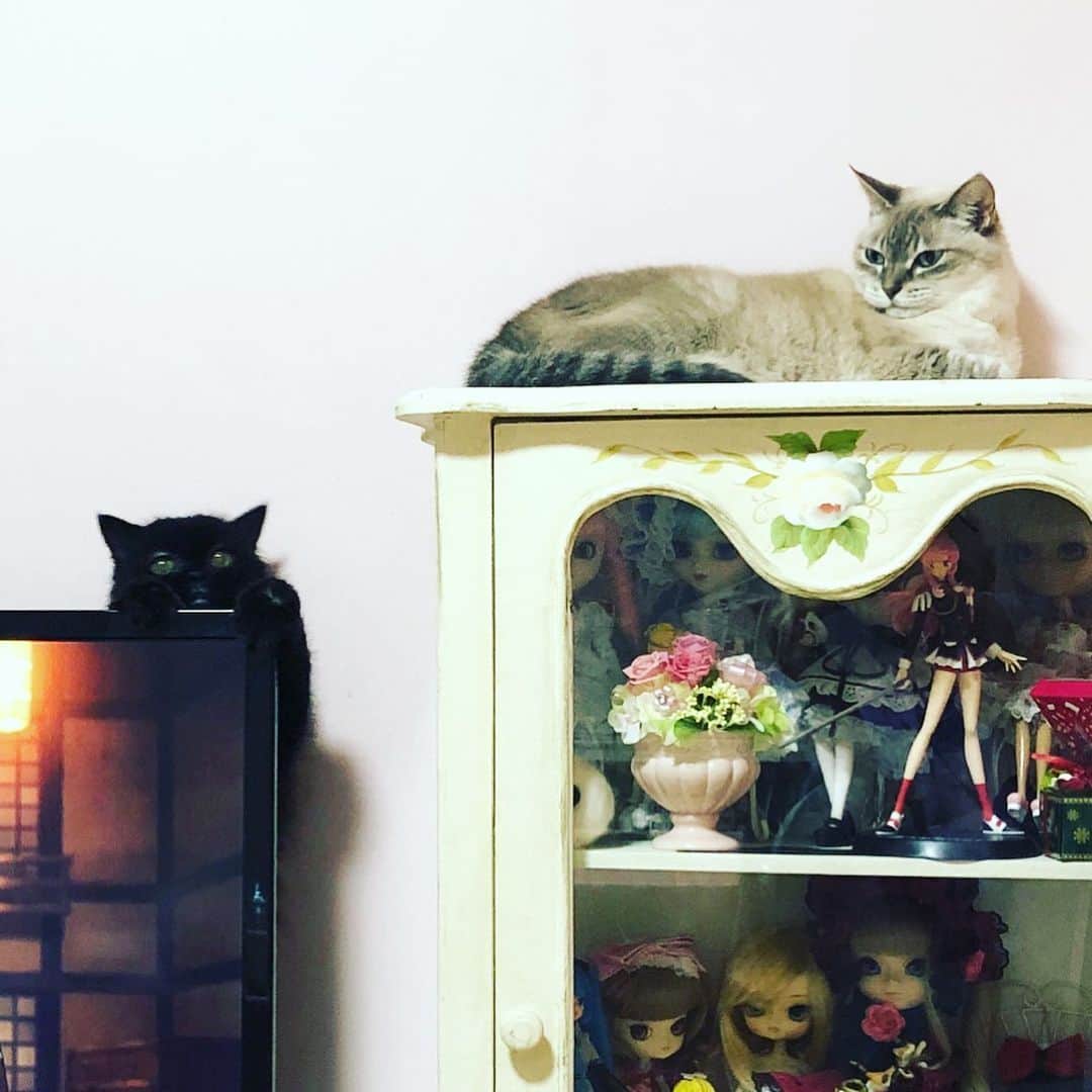 春名風花さんのインスタグラム写真 - (春名風花Instagram)「人好きな猫に振られてる猫🐈  #春名風花 #猫 #ねこ #猫の日」2月22日 18時56分 - harunafuka