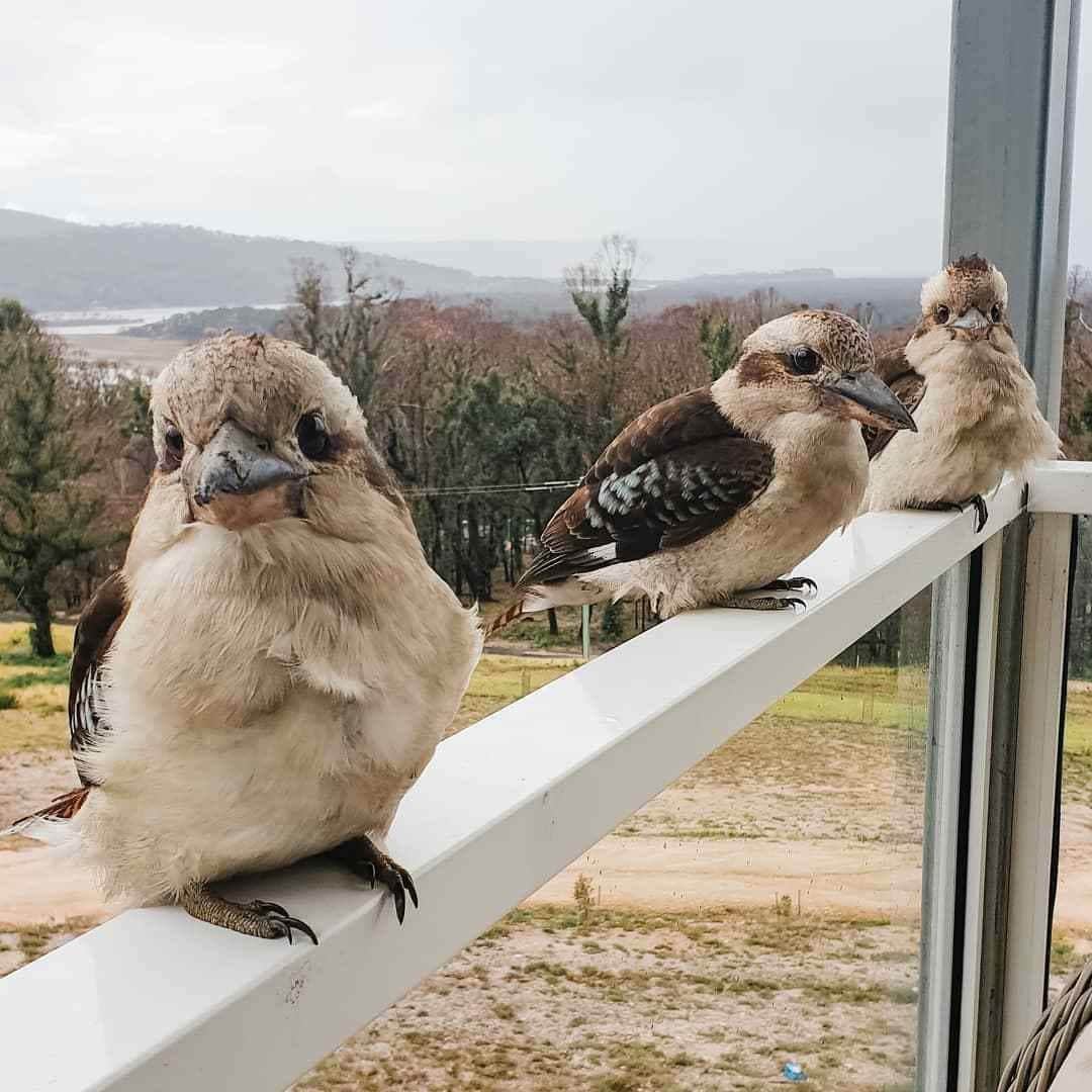 Australiaさんのインスタグラム写真 - (AustraliaInstagram)「If you don’t mind, we’re in the middle of a conversation! @wherethewild.roam interrupted a very important gossip session between these local #kookaburras 😂 This trio call #Wonboyn, at the southern tip of the @sapphirecoastnsw, home. This area of @visitnsw was affected by the 2020 bushfires, so it’s extra special to see these guys together safe and sound ♥️ If planning a trip to visit this area, we recommend @nncacultureawareness Yuin Retreat, a two-night Aboriginal owned and operated immersive experience that is truly special. #seeaustralia #LoveNSW #SapphireCoastNSW #holidayherethisyear」2月22日 19時00分 - australia