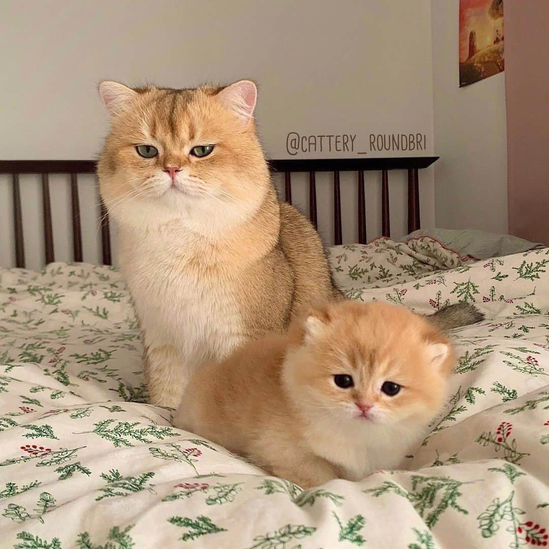 Aww Clubさんのインスタグラム写真 - (Aww ClubInstagram)「Daddy & son⠀ ⠀ 📷@cattery_roundbri⠀ ⠀ #meowed #catteryroundbri #family #britishshorthair #bsh」2月22日 19時00分 - meowed