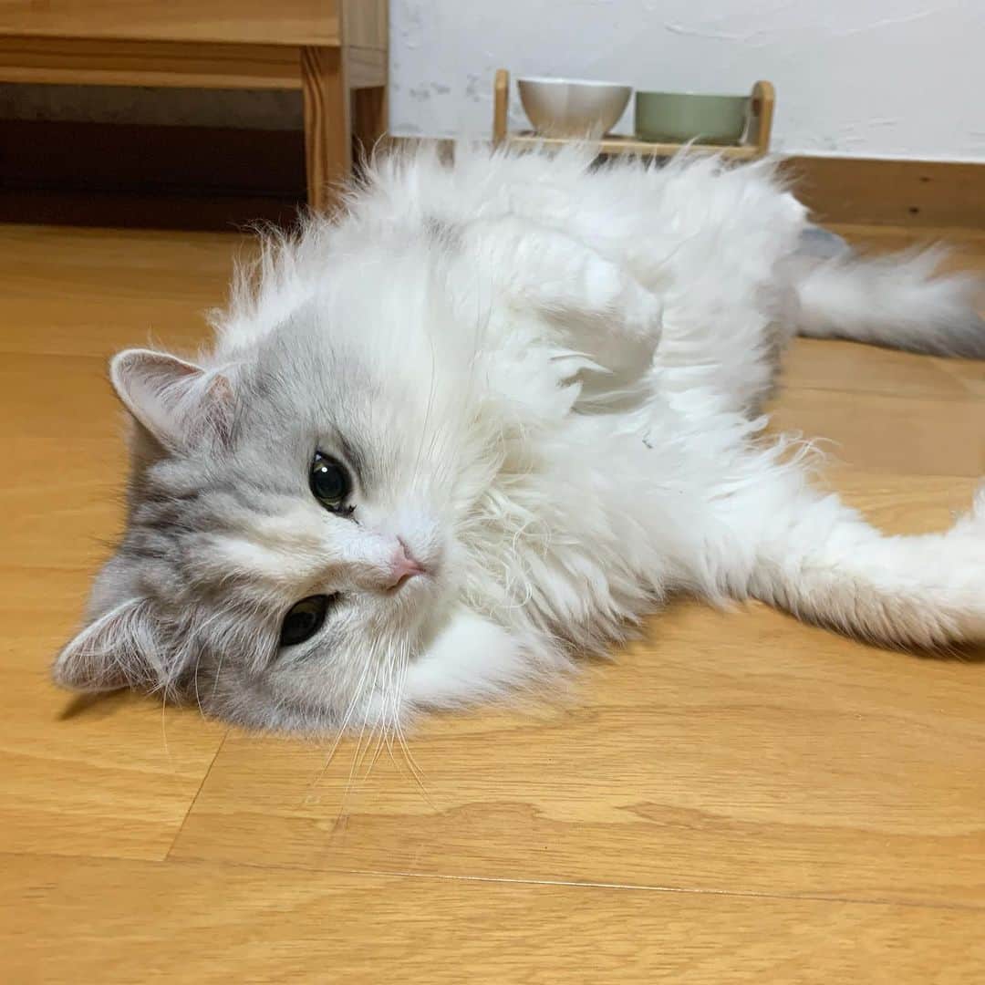 hanaのインスタグラム：「コスケ🦭  #猫の日　#ねこのいる生活 #ねこのいる暮らし #cat #cats #catlover #cutecats #catsnap #catstagram #ilovemycat #adorble #ig_catclub #cats_of_instagram #kawaii #kawaii_cat #meowbox #bestmeow #fluffy #funnycritters #scottishfold #neko #kitty」