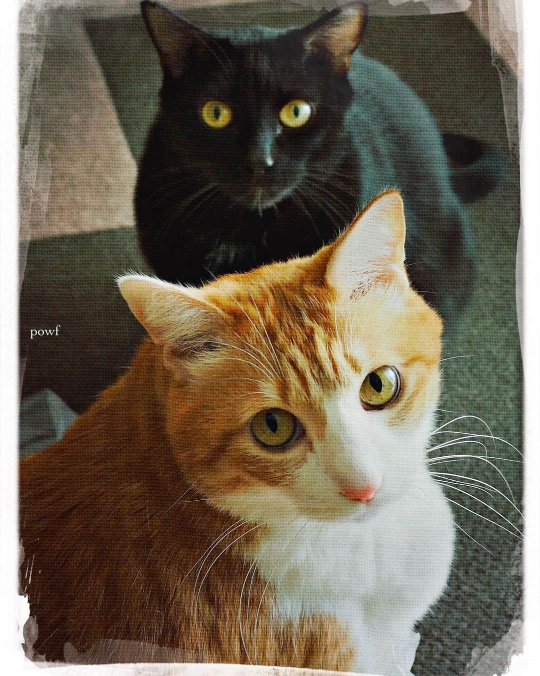 anemone_69のインスタグラム：「🐈🐈‍⬛ #猫の日 . #ハカセとキョウジュ #cat #猫 #保護猫 . #DreamCanvas_powf . . .」