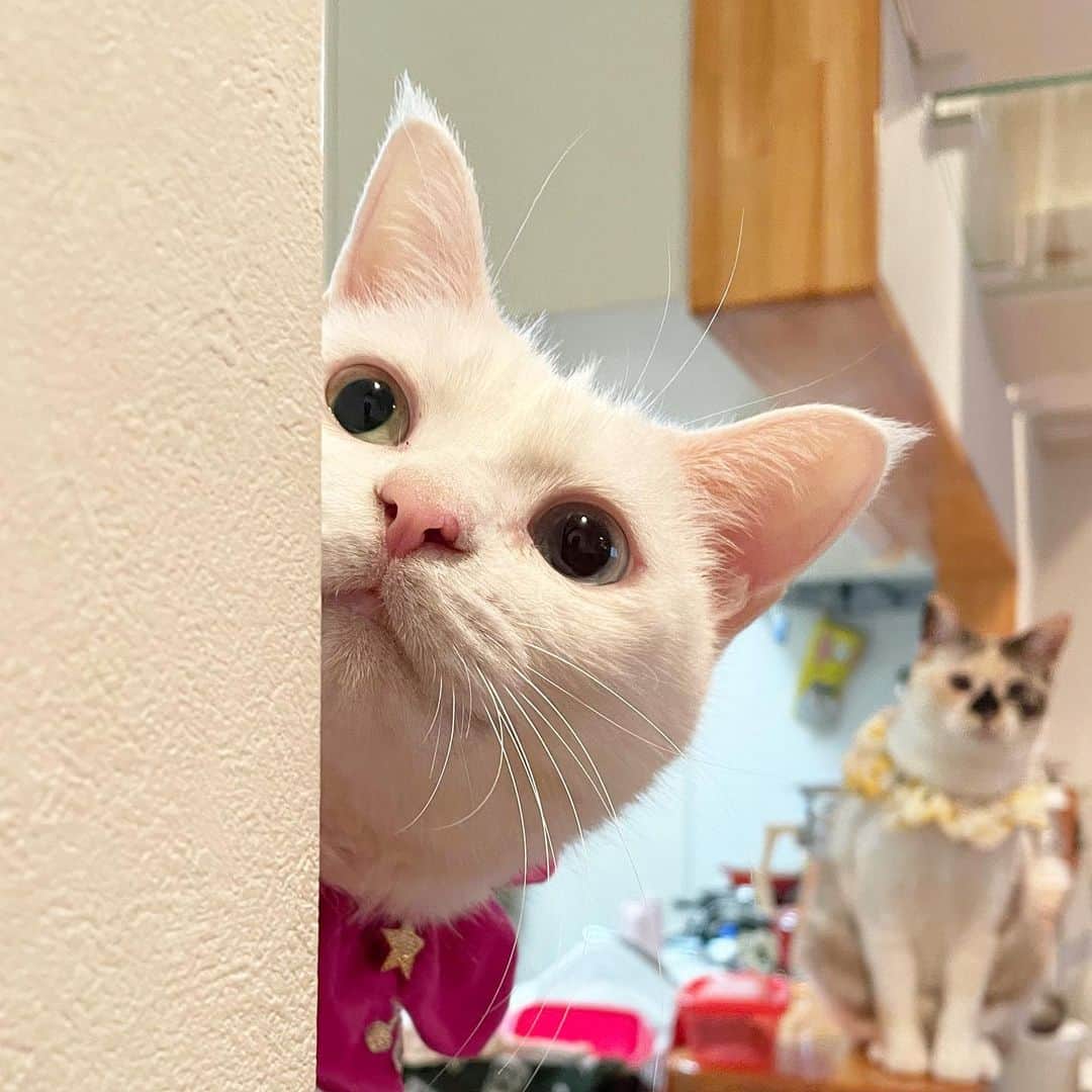 maimocotoのインスタグラム：「そして、我が家のリーダーコト💗💗💗 この子のおかげで私の猫との暮らしは最高になったなぁ✨3枚目から我が家に来たばかりの7年半前の #チビコト 👶 コトは、本当に頭が良くてたまに人間だと認識してしまうことがあるくらいなんです。保護子猫ちゃんたちにも相変わらず優しくて、（最近はチコが遊んであげてる事が多いけど）頼りになります。 ほぼ毎日お風呂で2人きりの時間を作って、色々お話します🛀猫と暮らしてない方にしたら、頭おかしいと思われるんだろうな笑　でも、コトとその時間を作らないと、とっても不機嫌になるんですよ。こっちゃん、これからもよろしくね💗私の子になってくれてありがとう。 ＊ ＊ 『まーまのこと色々サポートしてあげないといけないから、忙しいの、あたち💨』 ＊ ＊ #こっちゃんありがとう #とにかく愛してる❤︎」