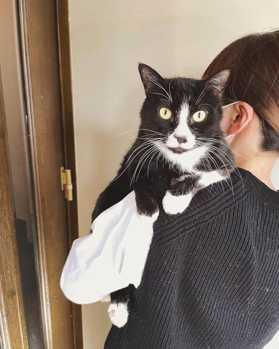 もじゃころさんのインスタグラム写真 - (もじゃころInstagram)「今日は猫の日😸  全員は無理だったけど（特に🍙はひどかったw）肩乗りチャレンジ💪 ばんどぅは毎日、1日20回くらいは肩に乗ってるのでとても慣れてて安定感あるw  見どころは一枚目のばんどぅと2枚目のクックの大きさの違い😂  ちなみにばんどぅは4kg弱、クックは6kg弱です。  ばんどぅ昔デカ見えしてたのは一体何だったのか… 今ではうちの中で2番目に小さいから🤣 （一番小さいのはペッペ🥺💕）  #あいちゃんの肩の上  #坂東玉隠しシャシャ丸  #安定の寄り目  #チョッチュ具志コロペッペ  #シンくん #鼻にんにく黒コロ  #ガブリエル」2月22日 19時05分 - mojyacoro96