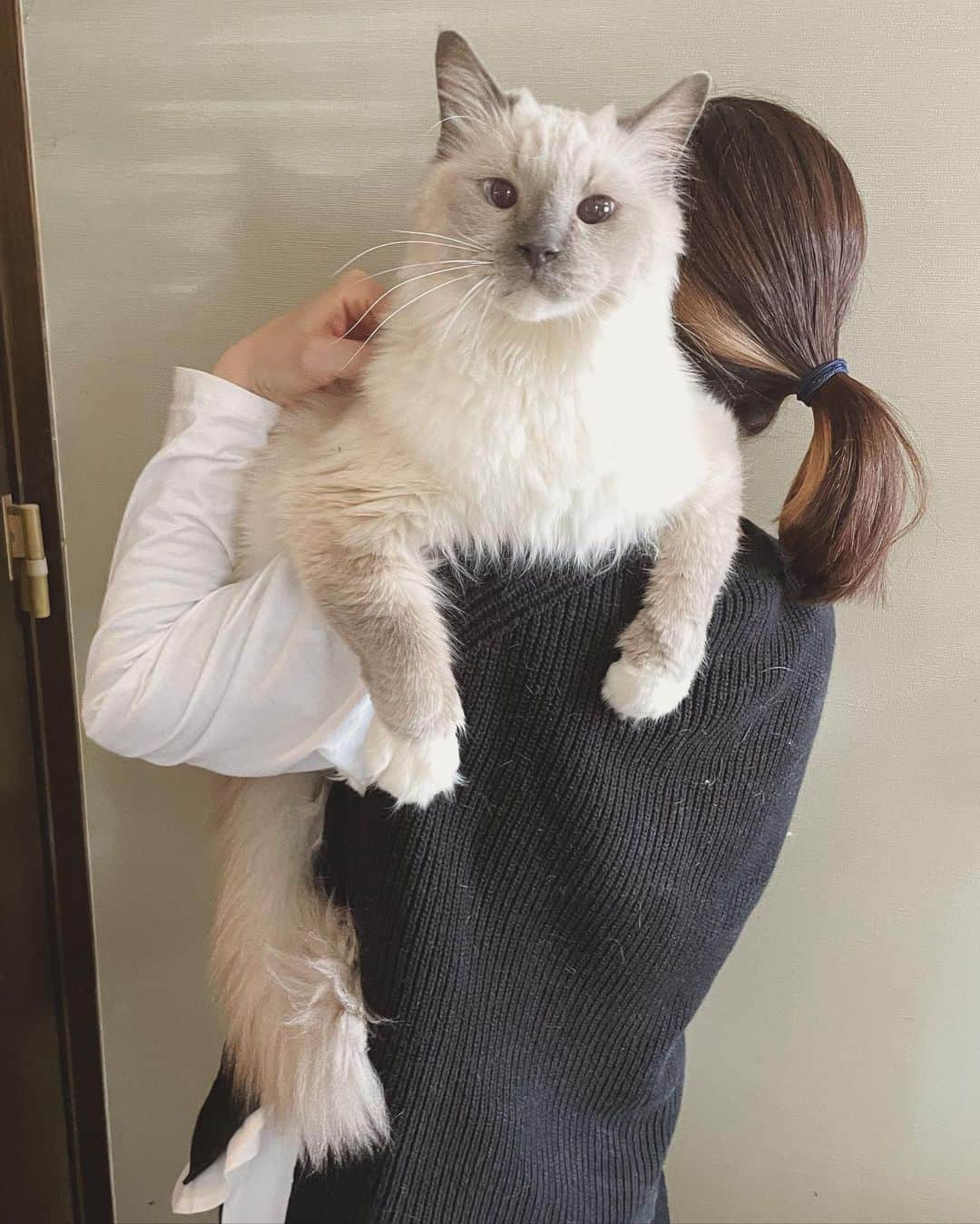 もじゃころさんのインスタグラム写真 - (もじゃころInstagram)「今日は猫の日😸  全員は無理だったけど（特に🍙はひどかったw）肩乗りチャレンジ💪 ばんどぅは毎日、1日20回くらいは肩に乗ってるのでとても慣れてて安定感あるw  見どころは一枚目のばんどぅと2枚目のクックの大きさの違い😂  ちなみにばんどぅは4kg弱、クックは6kg弱です。  ばんどぅ昔デカ見えしてたのは一体何だったのか… 今ではうちの中で2番目に小さいから🤣 （一番小さいのはペッペ🥺💕）  #あいちゃんの肩の上  #坂東玉隠しシャシャ丸  #安定の寄り目  #チョッチュ具志コロペッペ  #シンくん #鼻にんにく黒コロ  #ガブリエル」2月22日 19時05分 - mojyacoro96