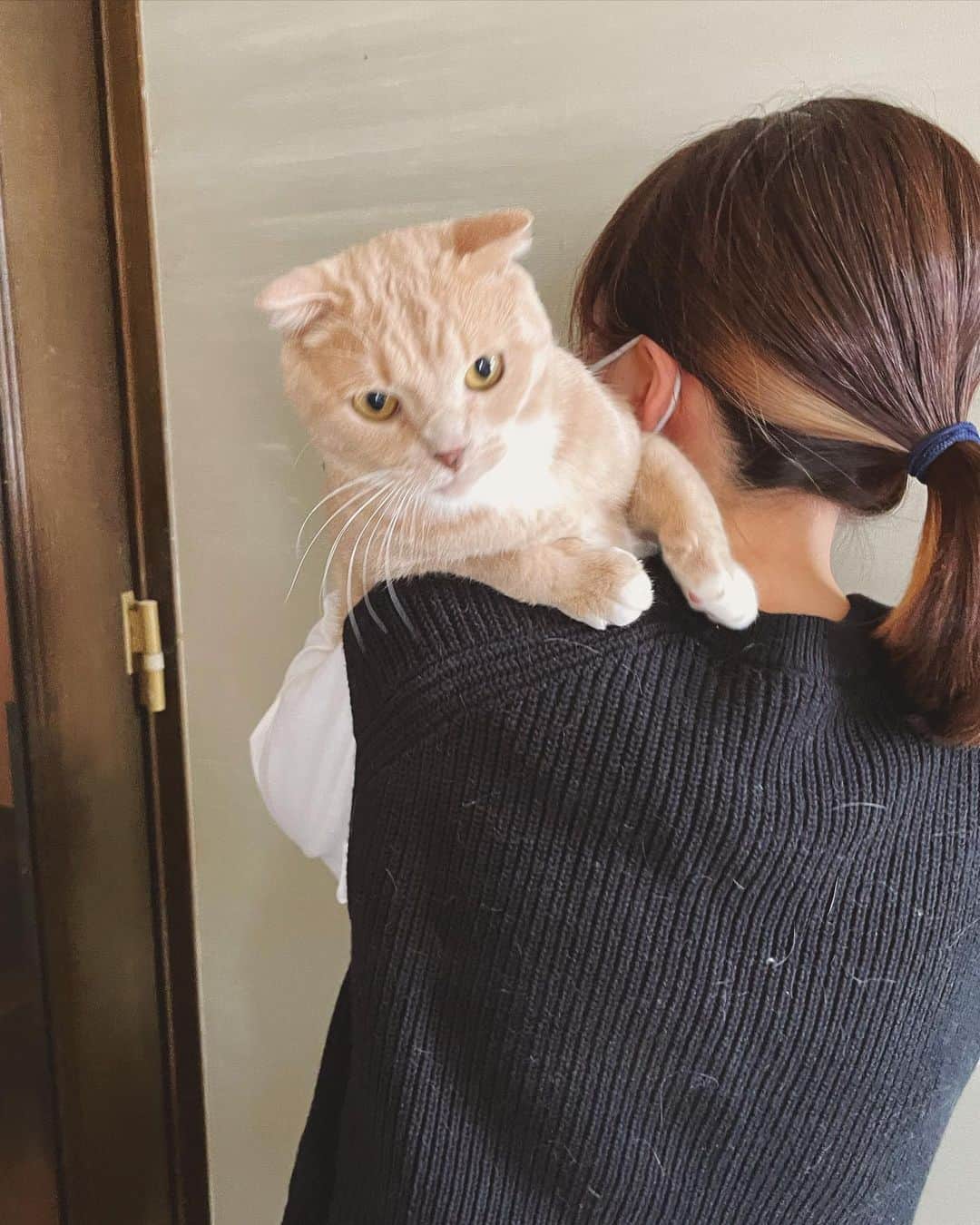 もじゃころさんのインスタグラム写真 - (もじゃころInstagram)「今日は猫の日😸  全員は無理だったけど（特に🍙はひどかったw）肩乗りチャレンジ💪 ばんどぅは毎日、1日20回くらいは肩に乗ってるのでとても慣れてて安定感あるw  見どころは一枚目のばんどぅと2枚目のクックの大きさの違い😂  ちなみにばんどぅは4kg弱、クックは6kg弱です。  ばんどぅ昔デカ見えしてたのは一体何だったのか… 今ではうちの中で2番目に小さいから🤣 （一番小さいのはペッペ🥺💕）  #あいちゃんの肩の上  #坂東玉隠しシャシャ丸  #安定の寄り目  #チョッチュ具志コロペッペ  #シンくん #鼻にんにく黒コロ  #ガブリエル」2月22日 19時05分 - mojyacoro96