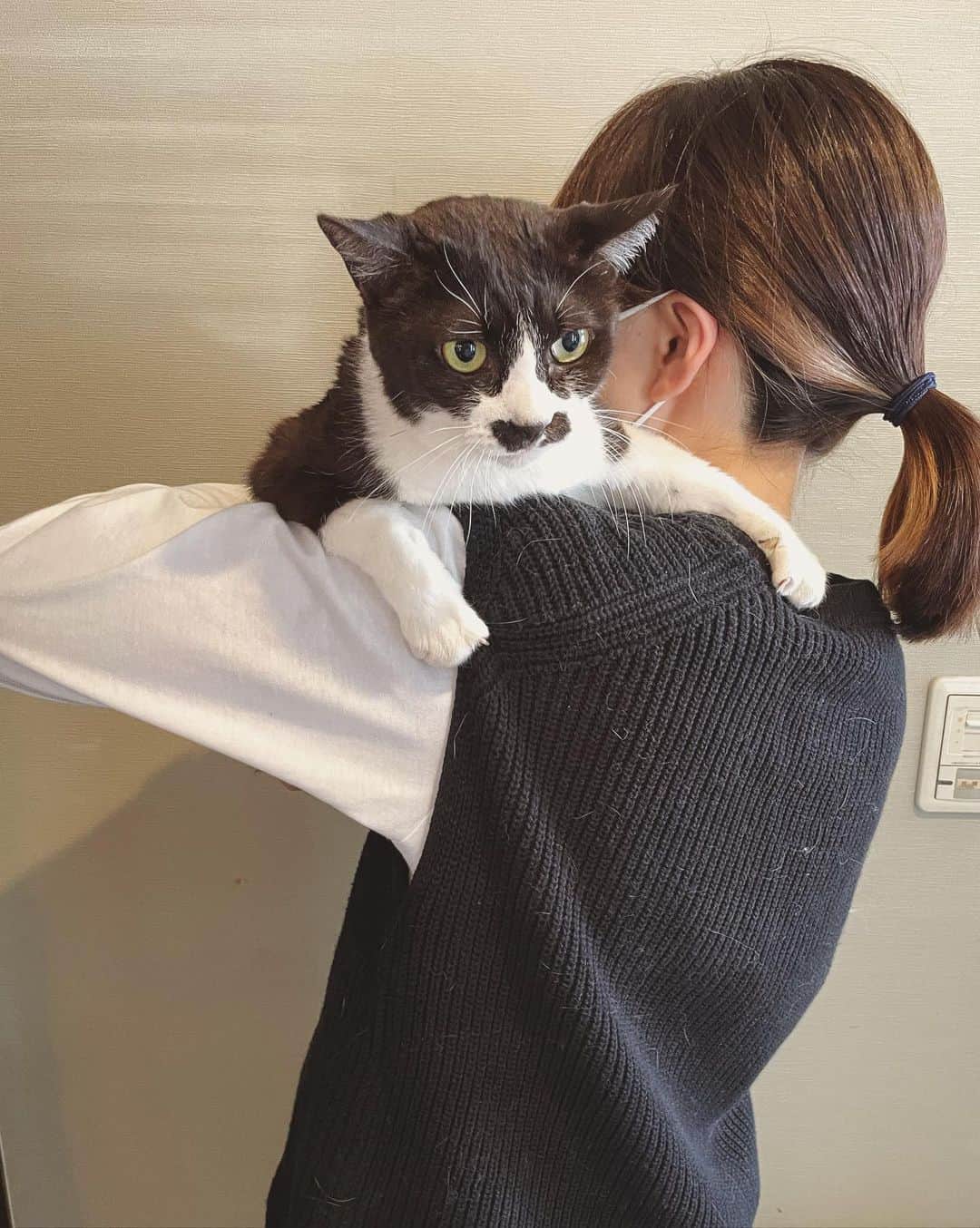 もじゃころさんのインスタグラム写真 - (もじゃころInstagram)「今日は猫の日😸  全員は無理だったけど（特に🍙はひどかったw）肩乗りチャレンジ💪 ばんどぅは毎日、1日20回くらいは肩に乗ってるのでとても慣れてて安定感あるw  見どころは一枚目のばんどぅと2枚目のクックの大きさの違い😂  ちなみにばんどぅは4kg弱、クックは6kg弱です。  ばんどぅ昔デカ見えしてたのは一体何だったのか… 今ではうちの中で2番目に小さいから🤣 （一番小さいのはペッペ🥺💕）  #あいちゃんの肩の上  #坂東玉隠しシャシャ丸  #安定の寄り目  #チョッチュ具志コロペッペ  #シンくん #鼻にんにく黒コロ  #ガブリエル」2月22日 19時05分 - mojyacoro96