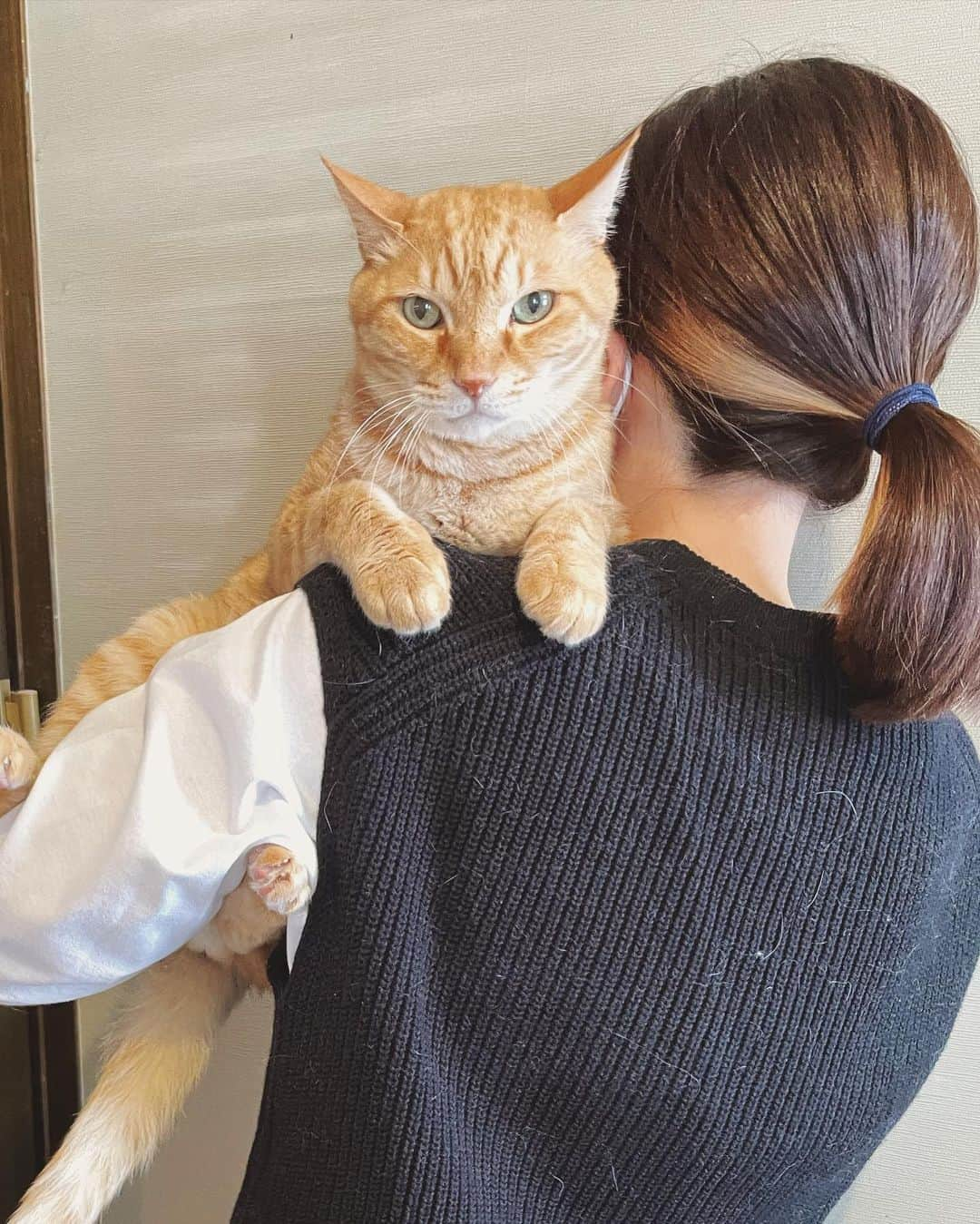 もじゃころさんのインスタグラム写真 - (もじゃころInstagram)「今日は猫の日😸  全員は無理だったけど（特に🍙はひどかったw）肩乗りチャレンジ💪 ばんどぅは毎日、1日20回くらいは肩に乗ってるのでとても慣れてて安定感あるw  見どころは一枚目のばんどぅと2枚目のクックの大きさの違い😂  ちなみにばんどぅは4kg弱、クックは6kg弱です。  ばんどぅ昔デカ見えしてたのは一体何だったのか… 今ではうちの中で2番目に小さいから🤣 （一番小さいのはペッペ🥺💕）  #あいちゃんの肩の上  #坂東玉隠しシャシャ丸  #安定の寄り目  #チョッチュ具志コロペッペ  #シンくん #鼻にんにく黒コロ  #ガブリエル」2月22日 19時05分 - mojyacoro96