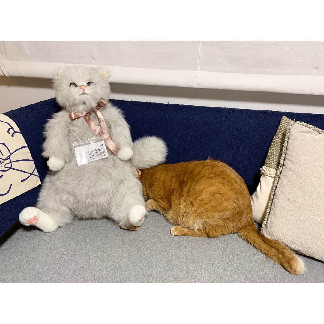 柴咲コウのインスタグラム：「Happy cats day🐈 #猫の日 #japan」