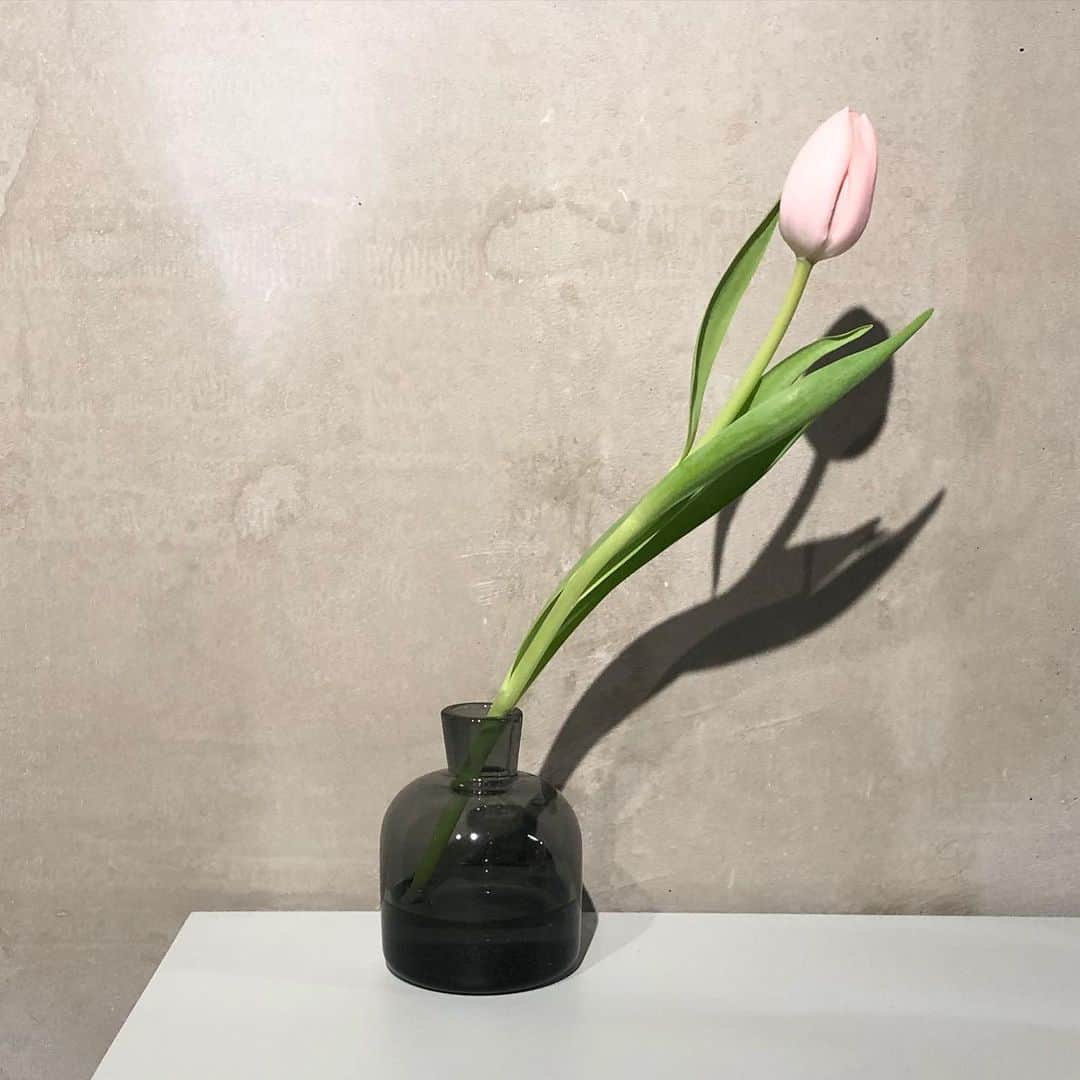 伊藤信子のインスタグラム：「帰宅したら上向いてた🌷」