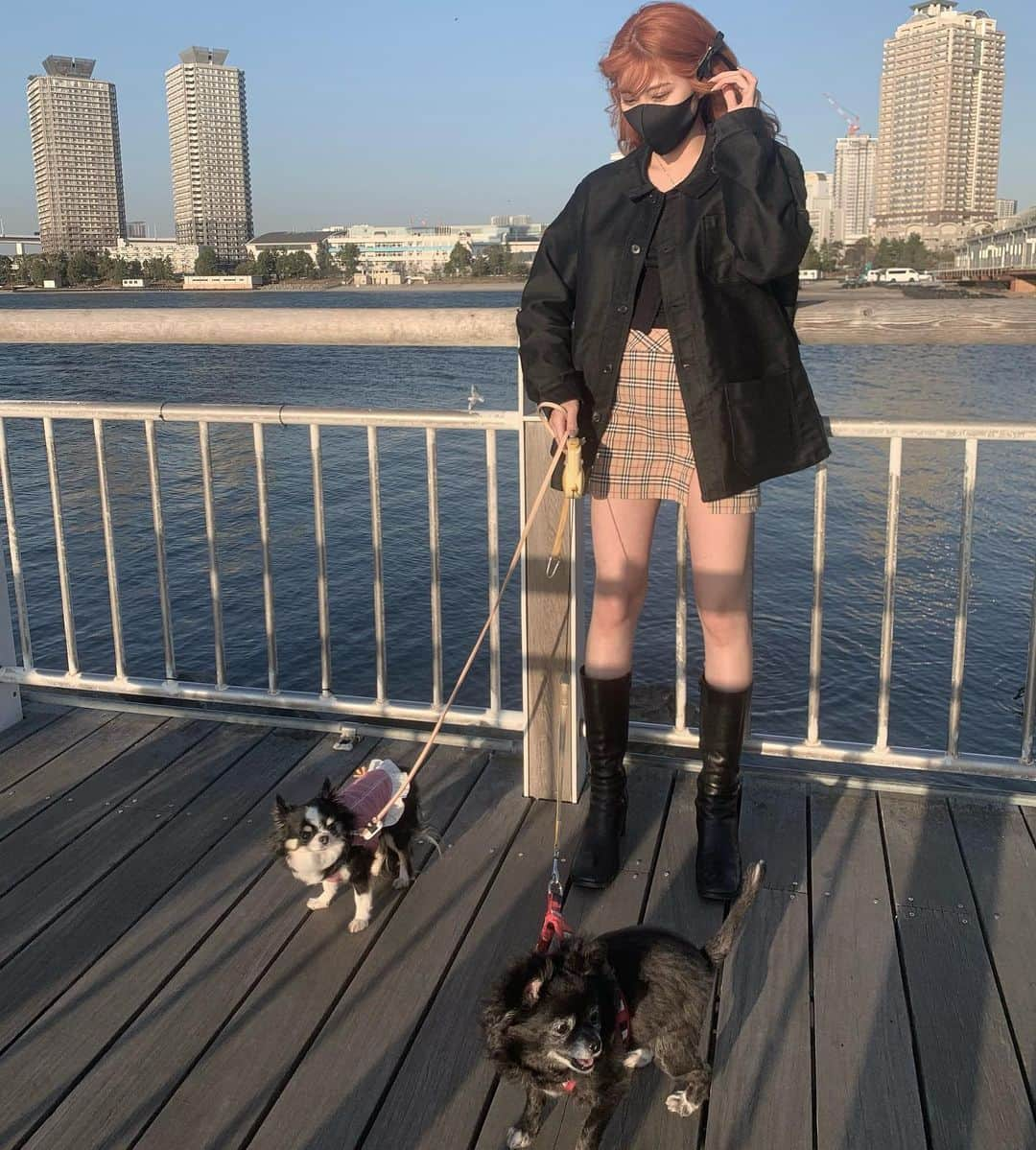 舞木香純のインスタグラム：「ぽかぽかで気持ちいいですね〜  わんわんday🐶 ねねちゃんの犬友達うめちゃんと❤︎  #保護犬#チワワ#ポメチワ#保護猫#多頭飼い#いぬすたぐらむ」