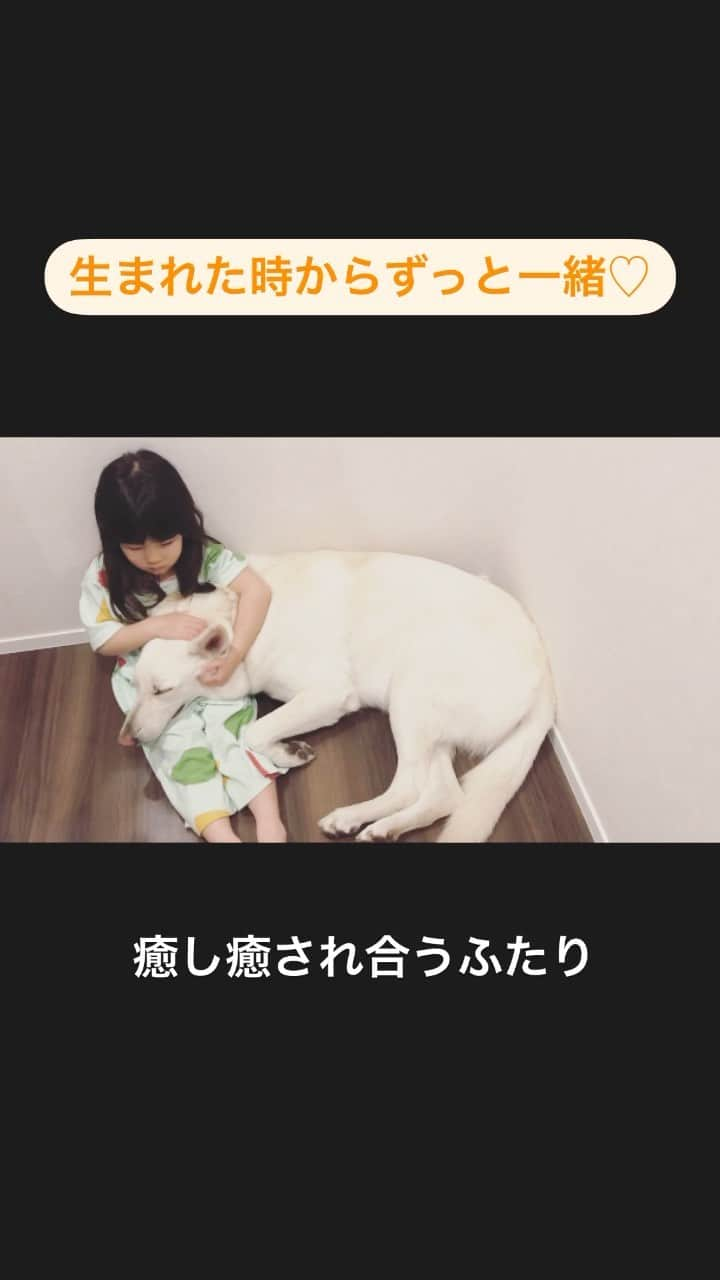 yukiko_ismartのインスタグラム：「初リール。やり方あってる？笑 . . . 生まれた時から一緒のふたり。 月日が増すごとに仲良くなって 今ではお互い癒し合ってる . . その姿を側で見守り 悶絶するかーちゃん . . . もはやセラピストな動き！ . . . . #いぬすたぐらむ #いぬのいる暮らし #ドッグカフェルディ #dogcaferudi #わんこのいる生活 #犬のいる暮らし #いぬら部 #わんこのいる生活 #子育て #子育てママ #女の子ママ #犬と子供 #大型犬のいる生活 #大型犬 #ホワイトシェパード」