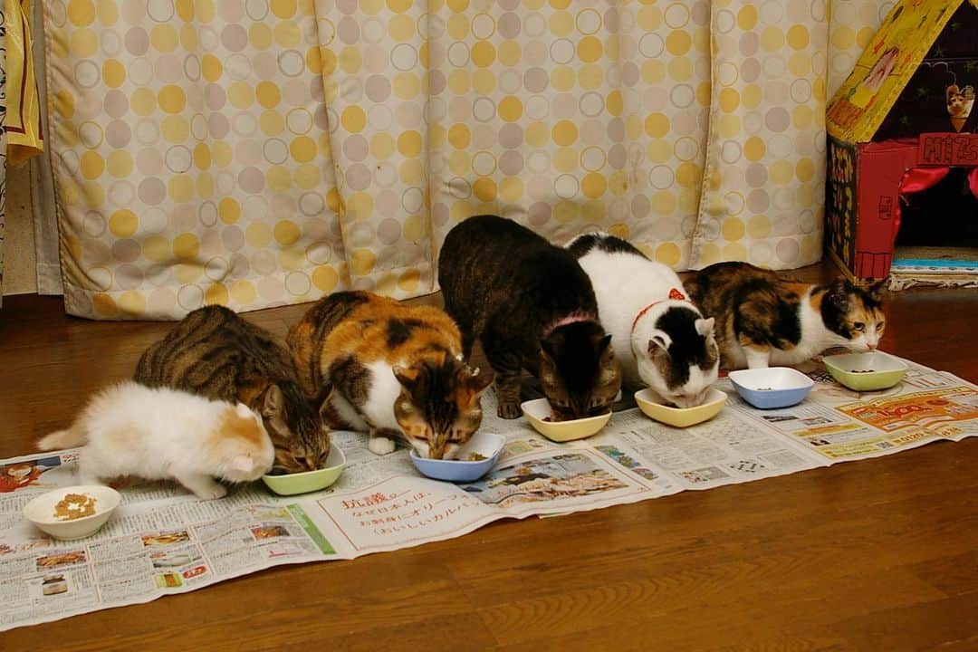 Kachimo Yoshimatsuさんのインスタグラム写真 - (Kachimo YoshimatsuInstagram)「猫の日蔵出し写真 2009年あたりの7匹食事。 食い意地の張ったおかきが一人前。ココアのご飯も食べようとするがココア譲らず。ヨウカンさんはプーちゃんの残りもちゃっかりと。 #うちの猫ら #okaki #cocoa #milk #leo #yohkan #mitsumame #purin #猫 #猫の日 #ねこ #cat #ネコ #catstagram #ネコ部 http://kachimo.exblog.jp」2月22日 19時14分 - kachimo