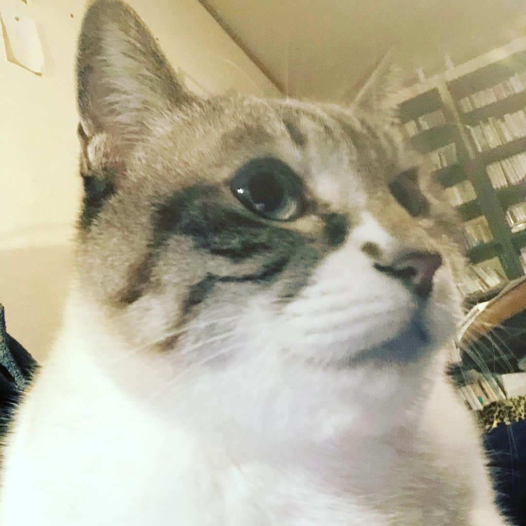 町田康のインスタグラム：「なんかしとんね。」