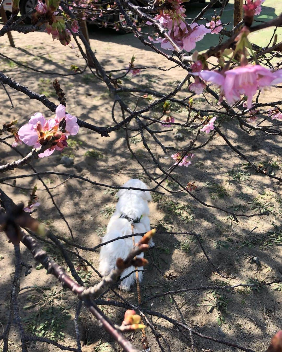 小野真弓さんのインスタグラム写真 - (小野真弓Instagram)「今日も朝陽がのぼるよ＼(^ω^)／ おはようございます☀ 朝から元気ばくはつ💨ハルくんです🎾 初夏の陽気で河津桜満開さんぽ🌸 いい匂いにつられて、 ふがふが、くんくん歩いたら〜🐶🐶🙋🏻‍♀️ イワシを炭火で焼いてるおねーさんに遭遇🐟✨🌴 今日もいい天気！ 良い一日を🍀😷☺️ #チワワ#ハナちゃん #チワマル#ハルくん #朝陽#明け方#庭#ボール投げ#河津桜#イワシ#一夜干し#干物#千葉暮らし#わん散歩風景#ちばすたぐらむ#犬のいる暮らし#いぬばか部 #chihuahua #maltese #mixdog#doglover #dogstagram  🐟🐟🐟🐟🐟🐟🐟🐟🐟🐟 イワシちゃん10匹200円☺️✌️ 外で焼くなんて、はんそくだぁー😍✨ 今朝はイワシで朝ごはん🍚」2月23日 6時04分 - hanaharuaroi