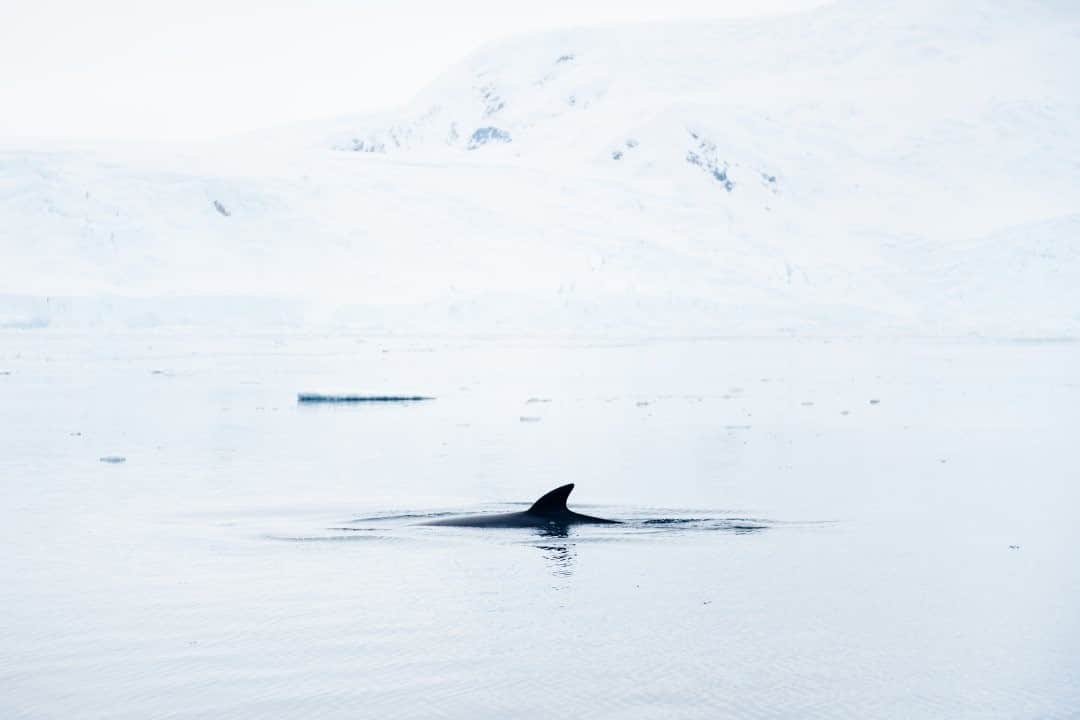 National Geographic Travelさんのインスタグラム写真 - (National Geographic TravelInstagram)「Photo by @max.lowe / With barely a ripple, the white scape of the silent bay on the Antarctic Peninsula was broken by the tiny black dorsal fin of a minke whale, reminding me once again what immensity lay below the surface. Follow @max.lowe to see more from my time in Antarctica.」2月23日 4時36分 - natgeotravel