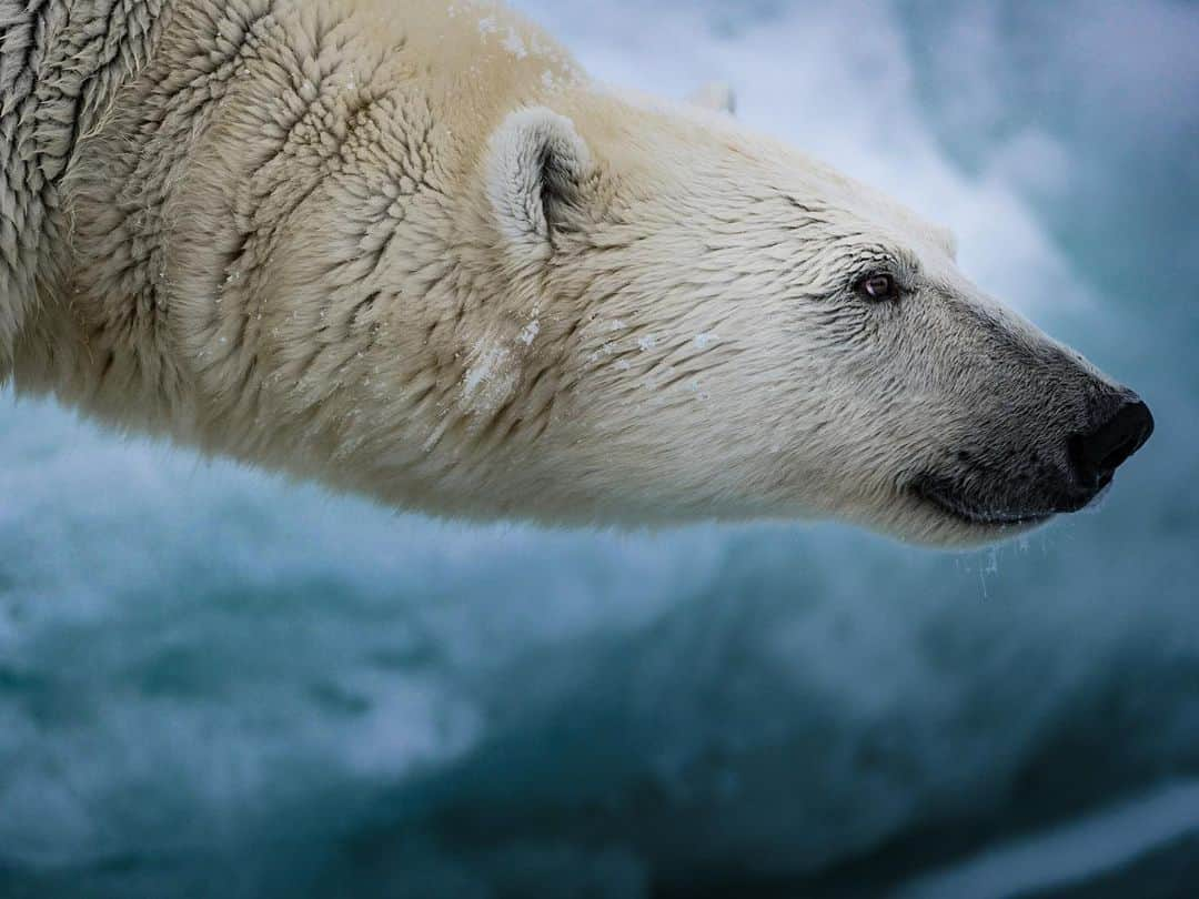 ナショナルジオグラフィックさんのインスタグラム写真 - (ナショナルジオグラフィックInstagram)「Photos by @renan_ozturk / Slices of life, breathing ice, dancing water, ambulating around the Arctic midnight sun. Follow @renan_ozturk for more from the far north. #actonclimate #turningthetide」2月23日 4時37分 - natgeo