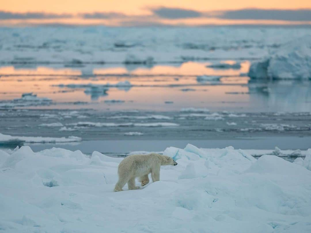 ナショナルジオグラフィックさんのインスタグラム写真 - (ナショナルジオグラフィックInstagram)「Photos by @renan_ozturk / Slices of life, breathing ice, dancing water, ambulating around the Arctic midnight sun. Follow @renan_ozturk for more from the far north. #actonclimate #turningthetide」2月23日 4時37分 - natgeo