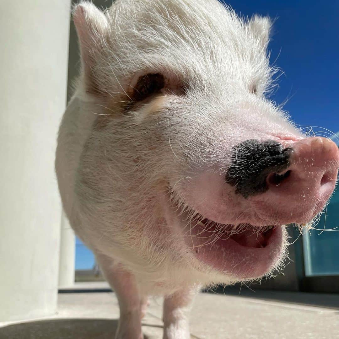 baconさんのインスタグラム写真 - (baconInstagram)「Smells like a Pancetta pool day! ☀️ 💦」2月23日 5時14分 - bacon_the_piglet