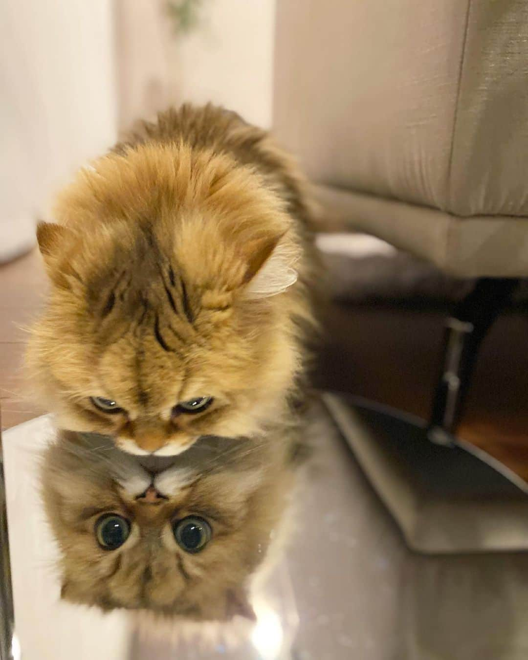 にこさんのインスタグラム写真 - (にこInstagram)「reflection🪞 きれいに映ってるね  #cats #mirror #light 💡 → #FLYMEe @flymee_official #reflection  #twins #猫 #リビング #照明 #間接照明 #反射 #鏡にうつる自分」2月22日 21時10分 - nikon.neko.official