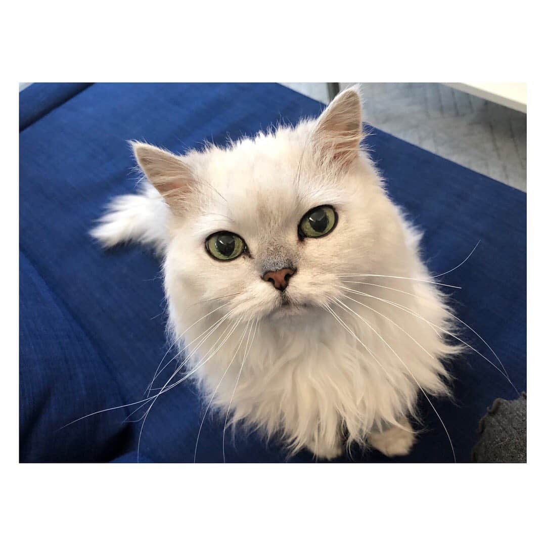 柳野玲子のインスタグラム：「2月22日、猫の日🐱💓 そしてもうすぐ12歳。 ずっとずっと、元気でいてくれますように…✨ #猫 #猫の日 #チンチラシルバー #大好き #家族 #cat #family」