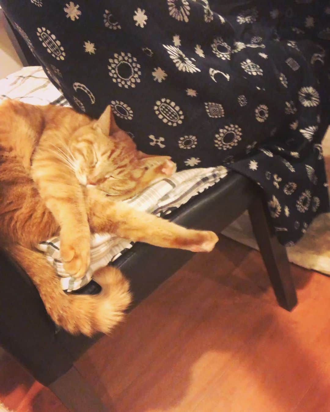 井上侑さんのインスタグラム写真 - (井上侑Instagram)「猫の日 だったんですね 今朝の寝癖は、そのせいかと🐱  #猫の日　#実家猫　  いつかのチョコ🐈とわたし  椅子をほぼ取られてしまった  足なっが！！！🐾  #cats #cat  #ちゃとら  #茶トラ　#茶トラ男子部」2月22日 21時05分 - yuinouehappy