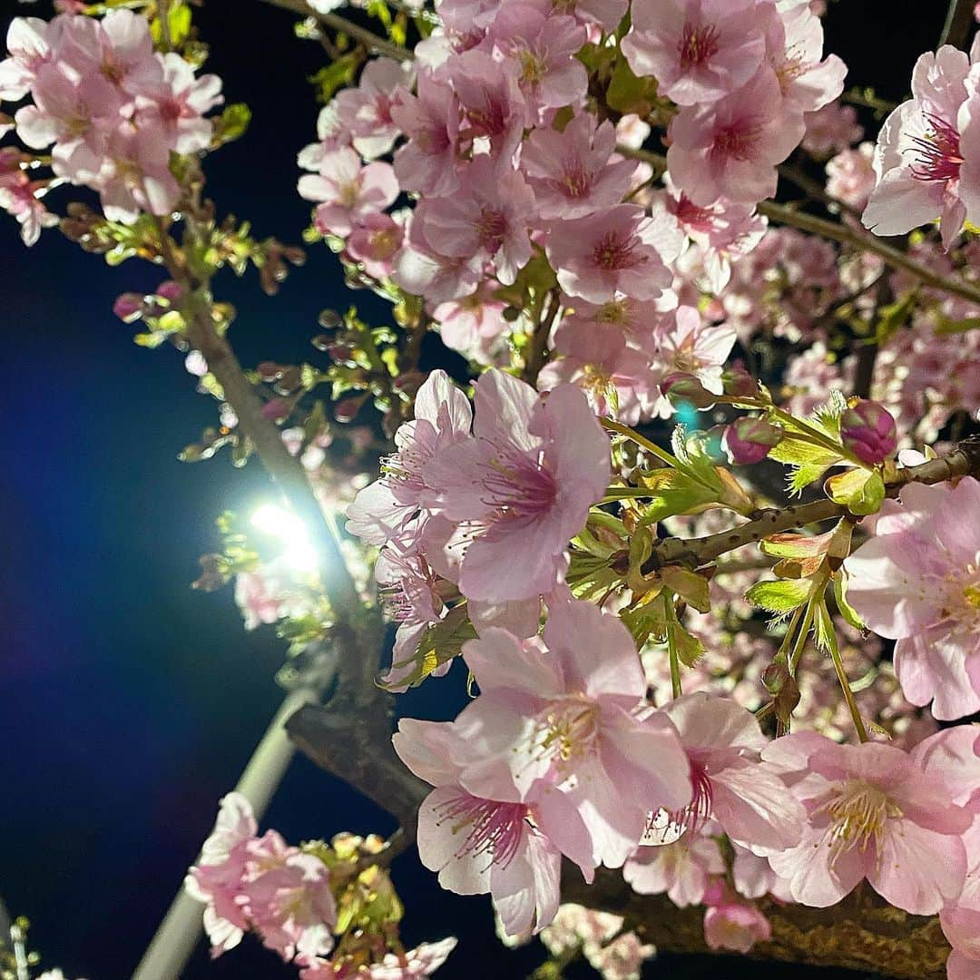 藤堂なえみさんのインスタグラム写真 - (藤堂なえみInstagram)「この時期に咲く桜🌸  spring is coming💖🌸✨」2月22日 21時11分 - naestagramdayo