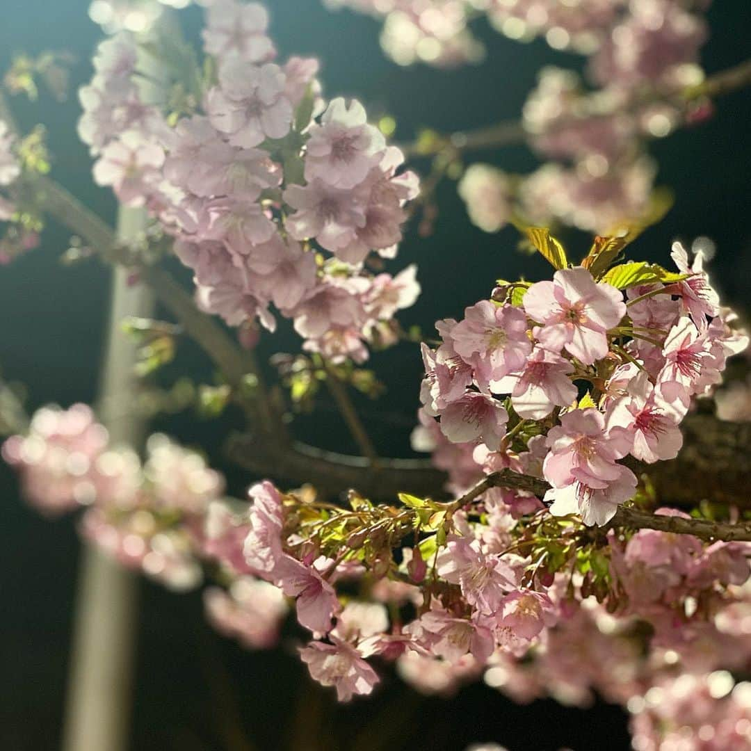 藤堂なえみさんのインスタグラム写真 - (藤堂なえみInstagram)「この時期に咲く桜🌸  spring is coming💖🌸✨」2月22日 21時11分 - naestagramdayo