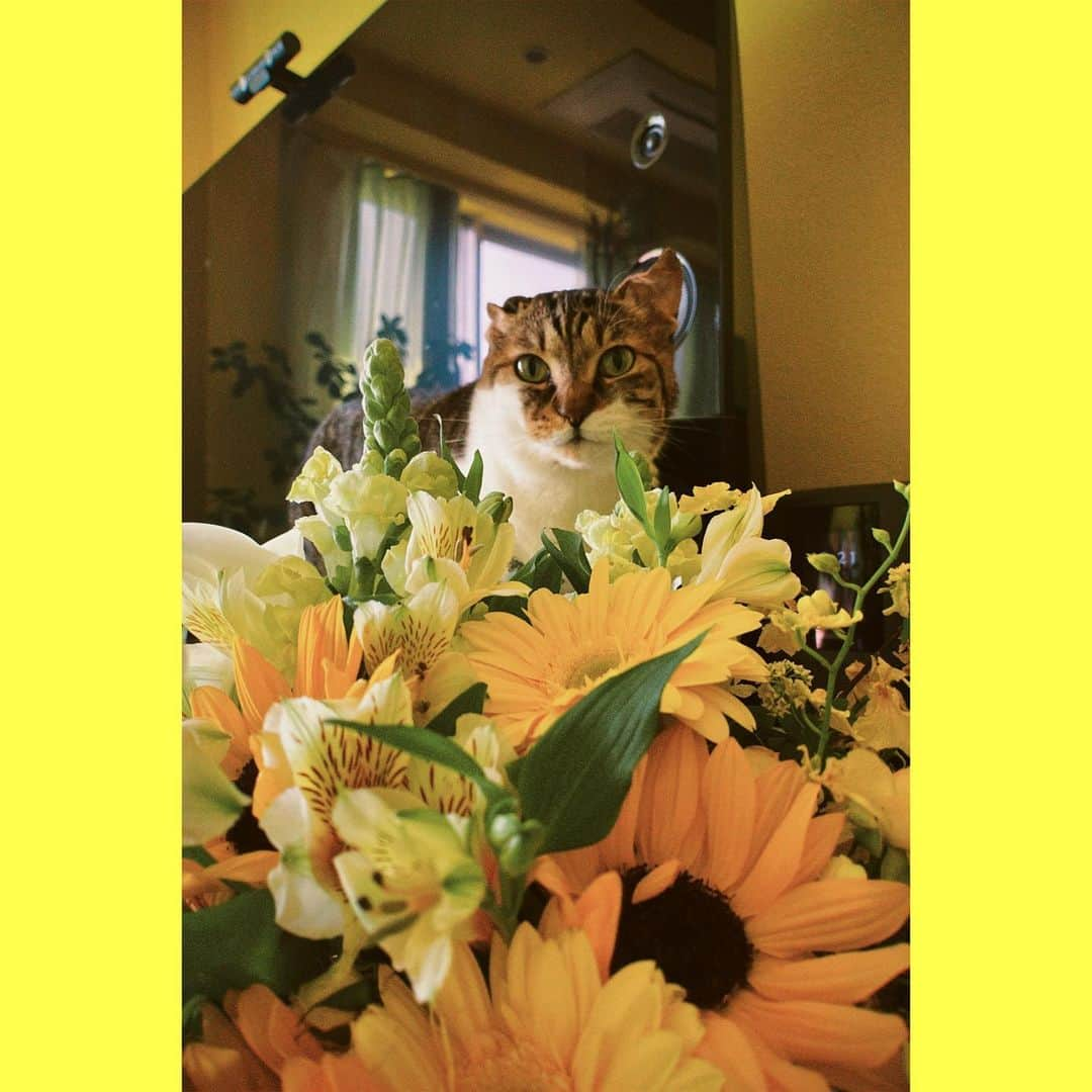 仲里依紗さんのインスタグラム写真 - (仲里依紗Instagram)「ねこの日らしい🐈🌼🌼🌼  #2月22日 #飼い主は花粉で死にそう」2月22日 21時12分 - riisa1018naka